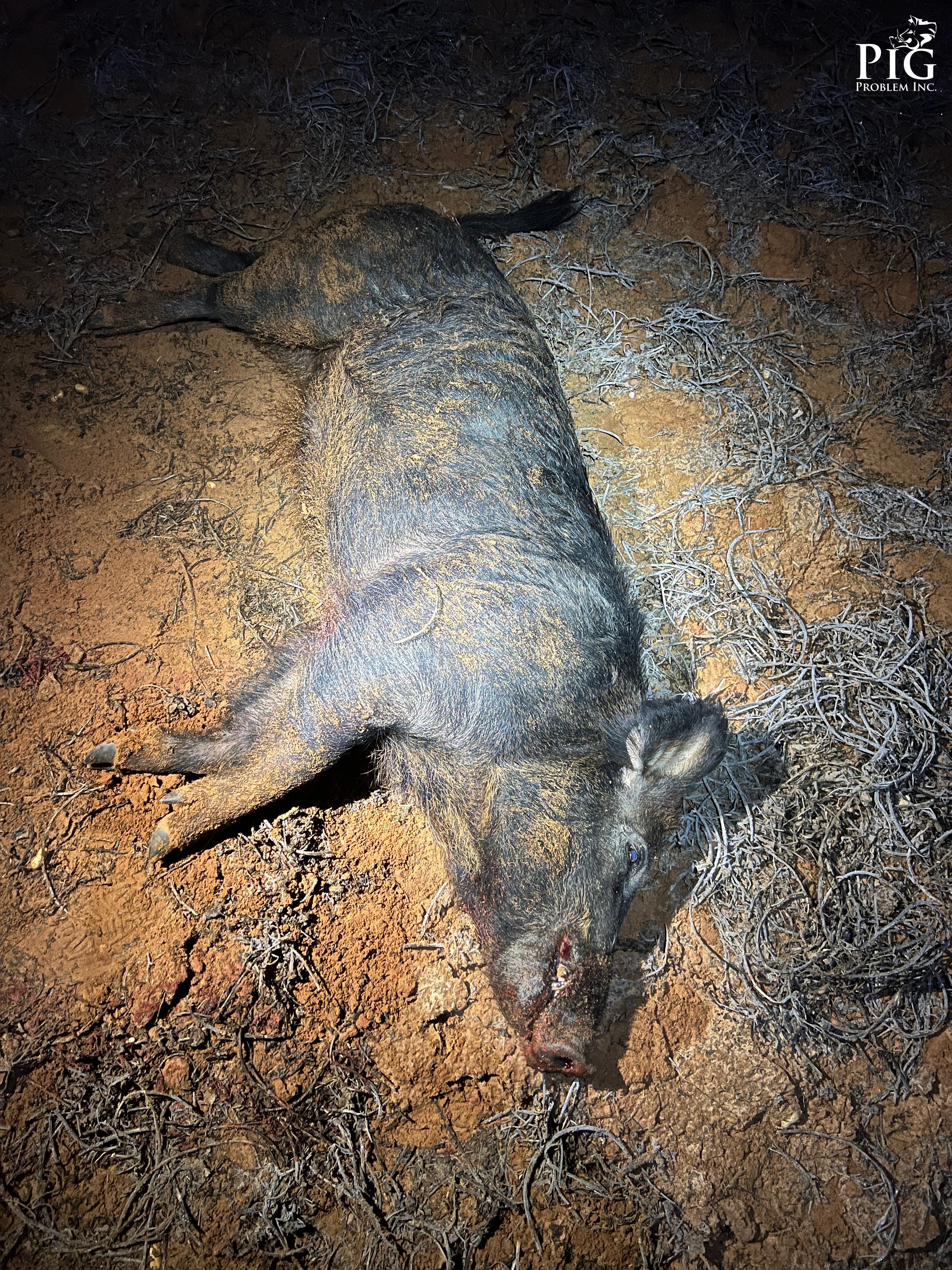 Night Life In Americus, Ga