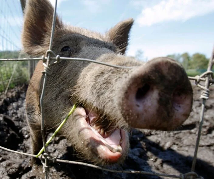 Yahoo News just posted "Feral Swine Bomb"