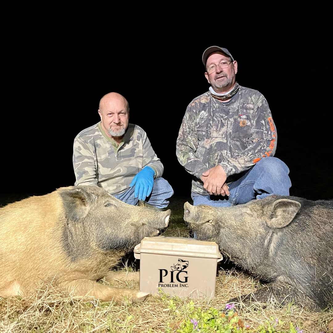 A couple of Boars