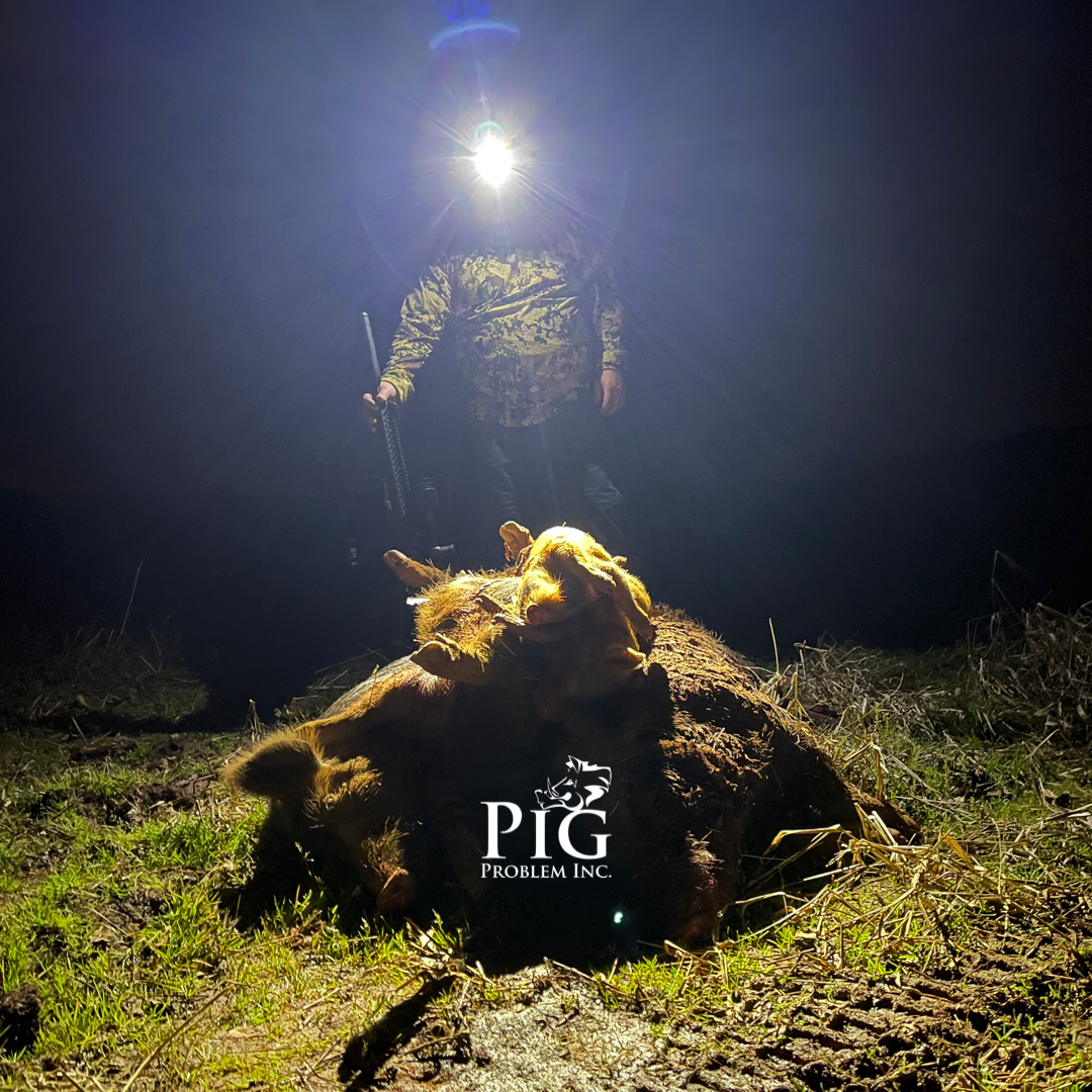 Something New IS Happening With Pig Problem Inc.