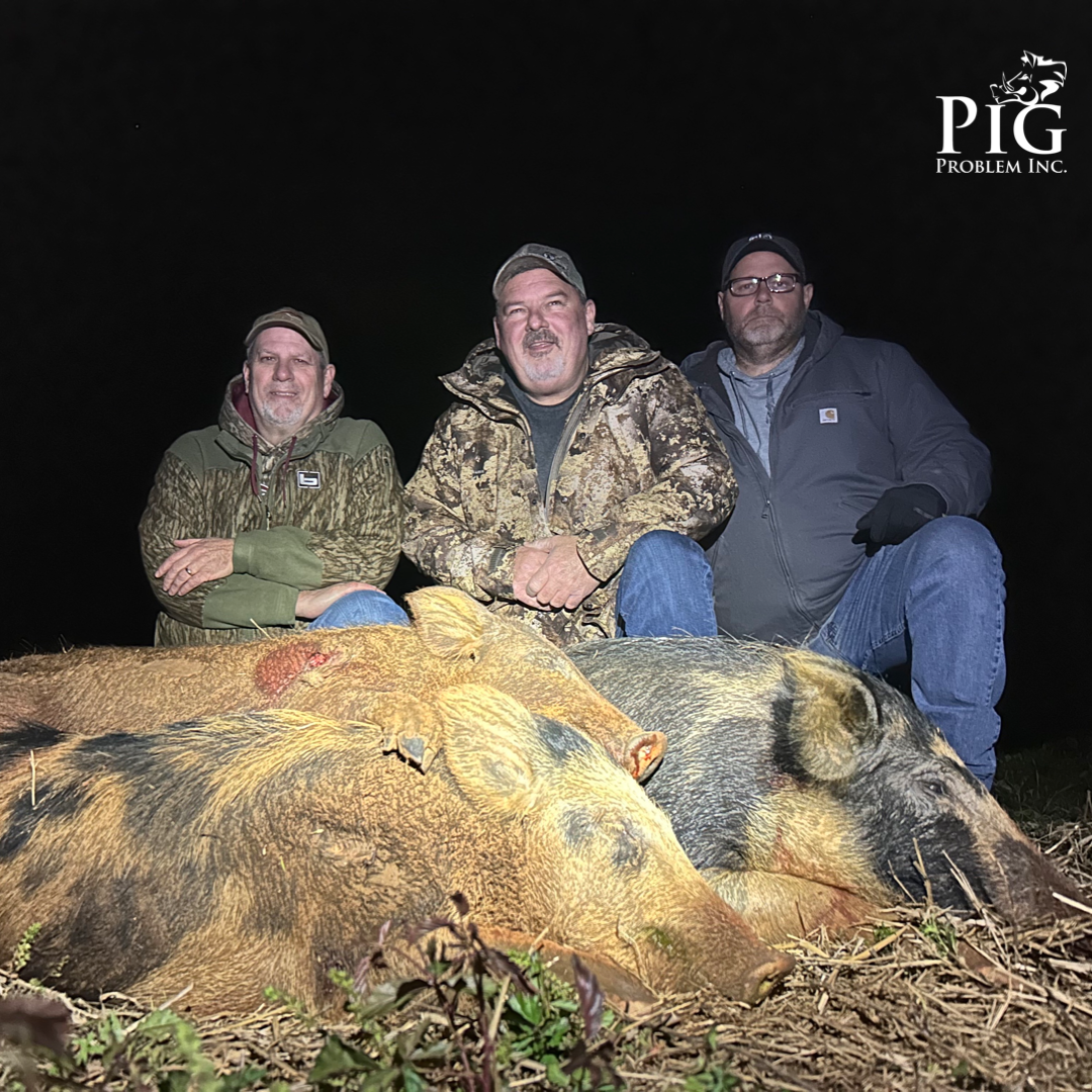 Guided Hog Hunts