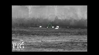 Exciting Hog Hunting Footage