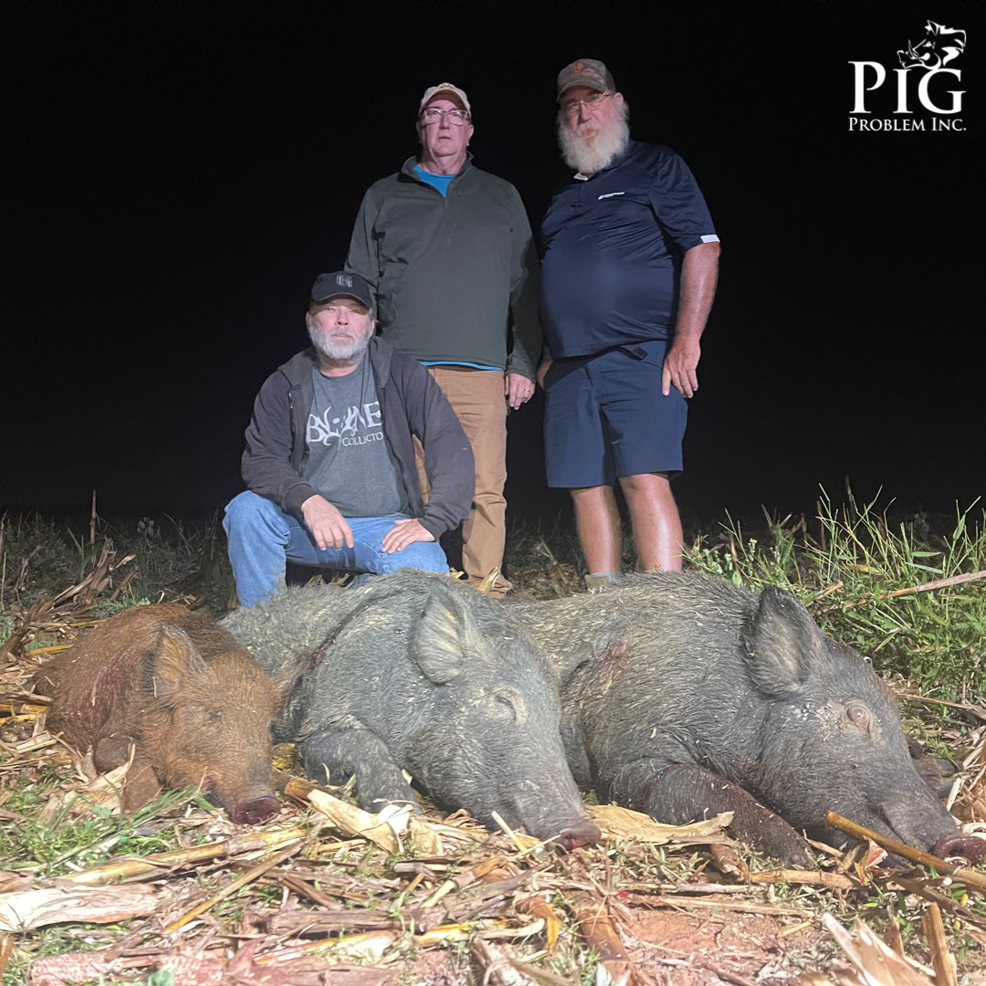Wild Boar Hunting