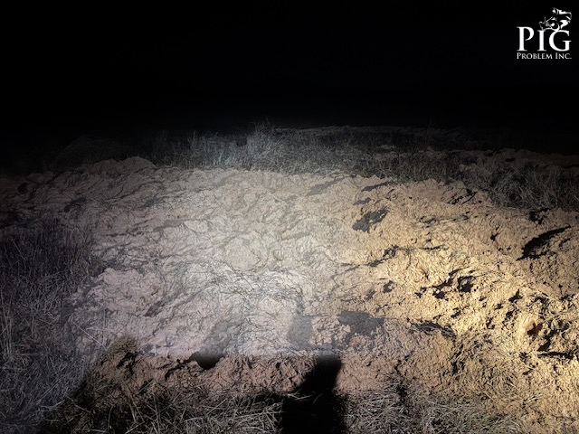 Wild Hog Major Crop Damage