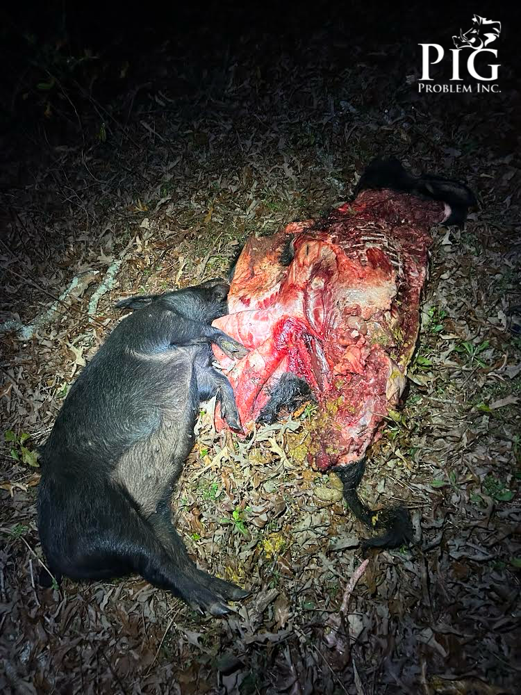 Feral Hogs Are Cannibals