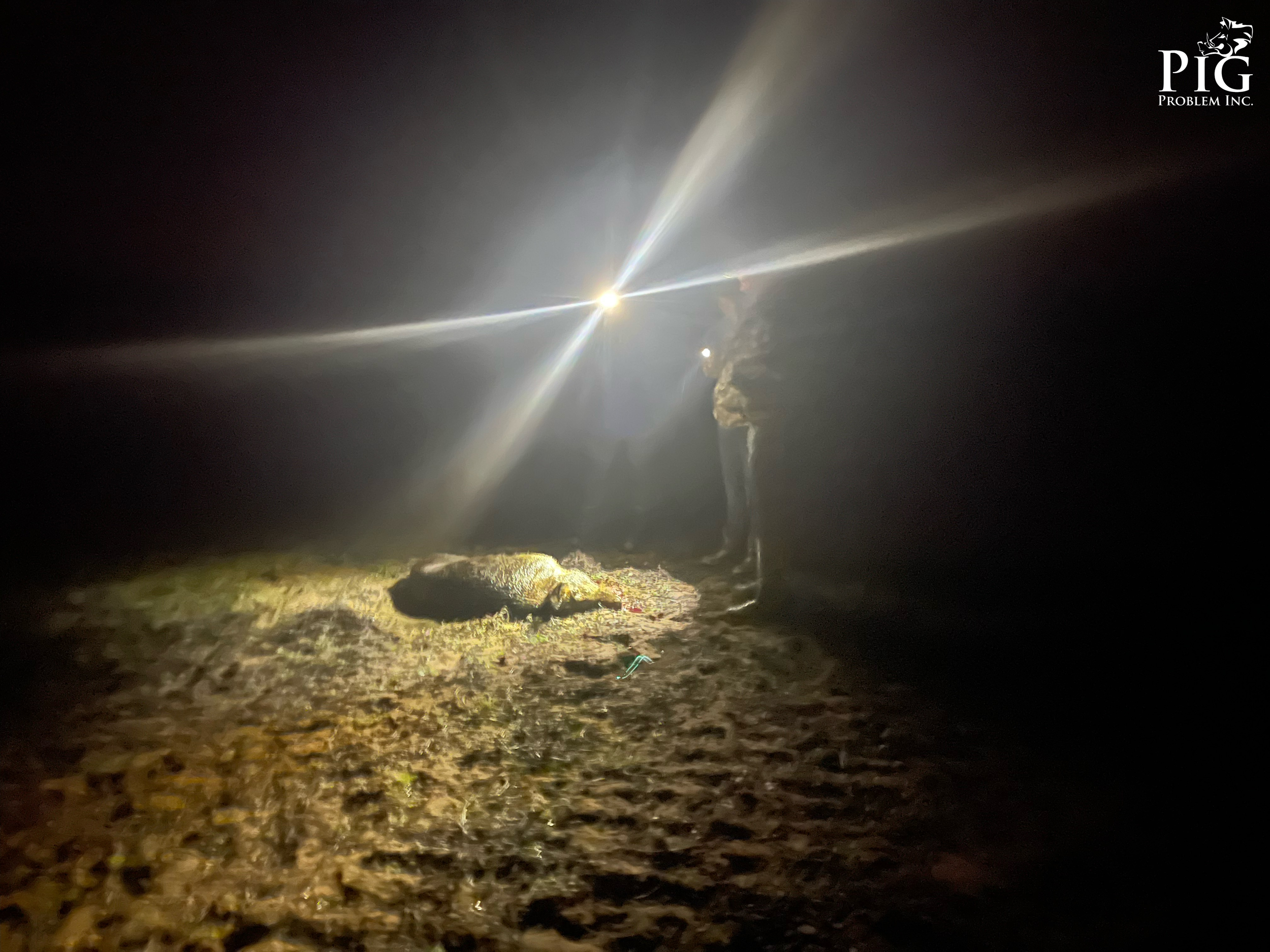 Boar Hunting at Pig Problem