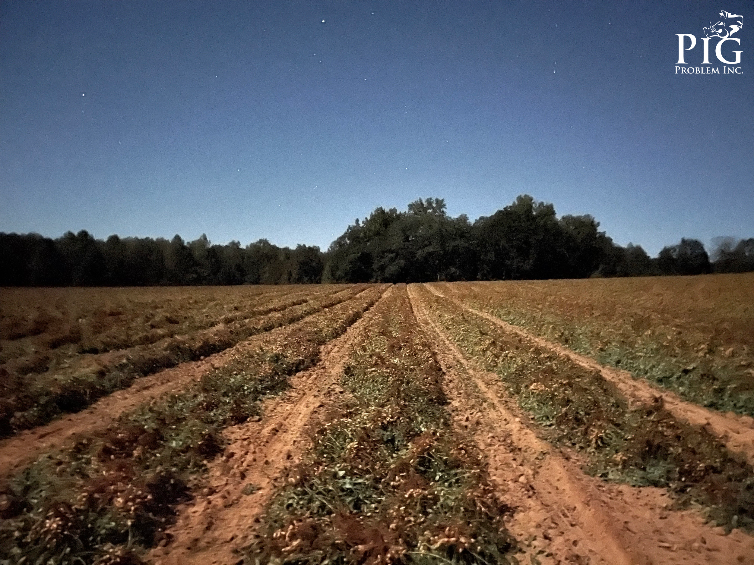 Georgia Peanut Field