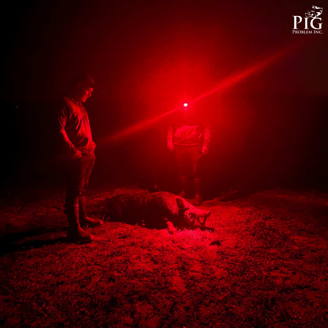 Boar Hunting In Georgia
