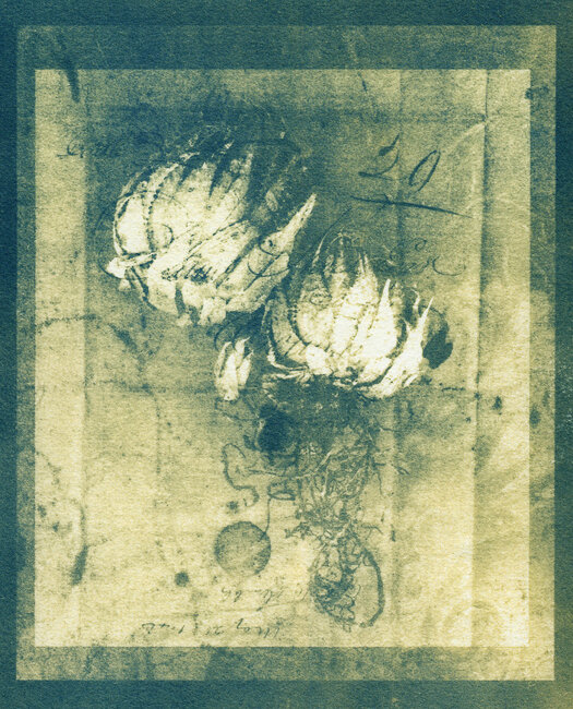Bleached cyanotype