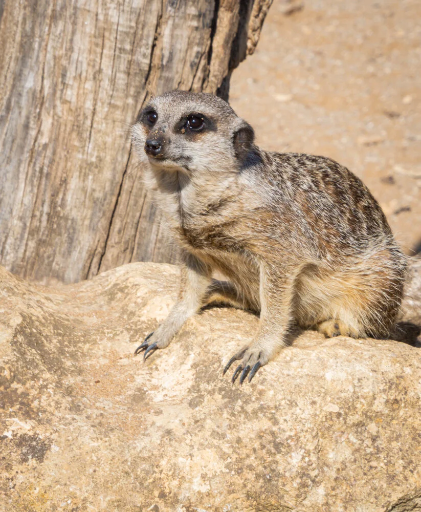 Meerkat 1, Low res.jpg