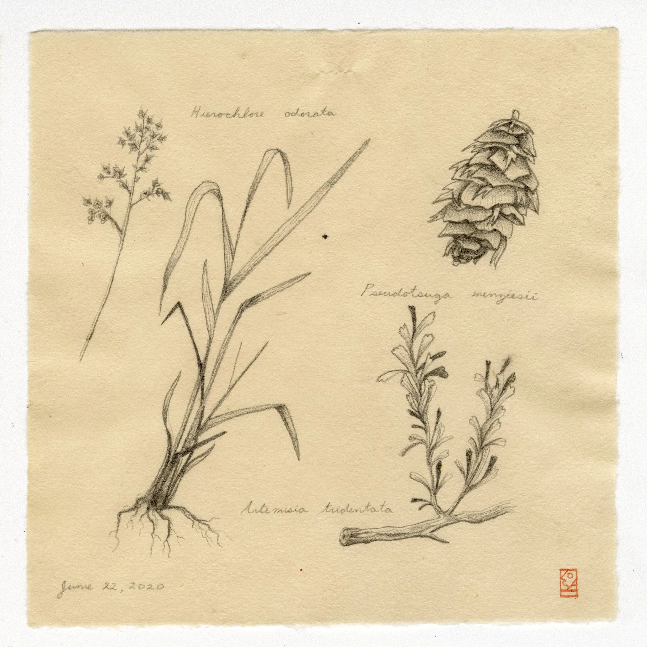 plants.jpg