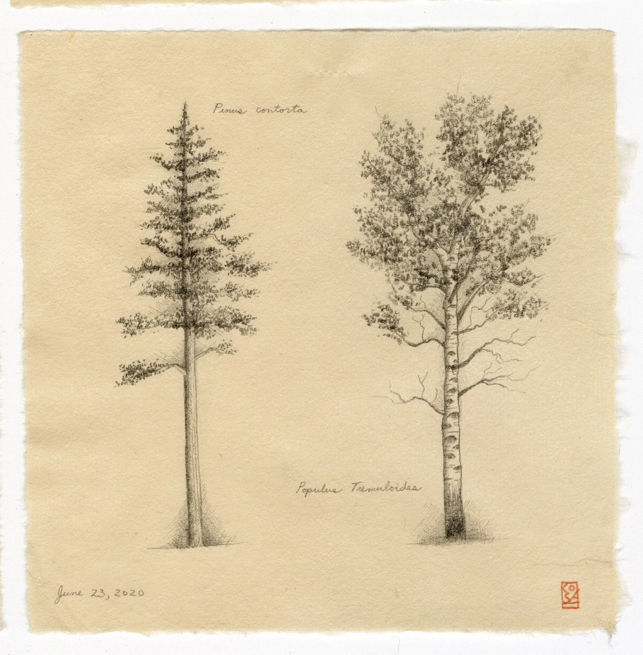 trees.jpg