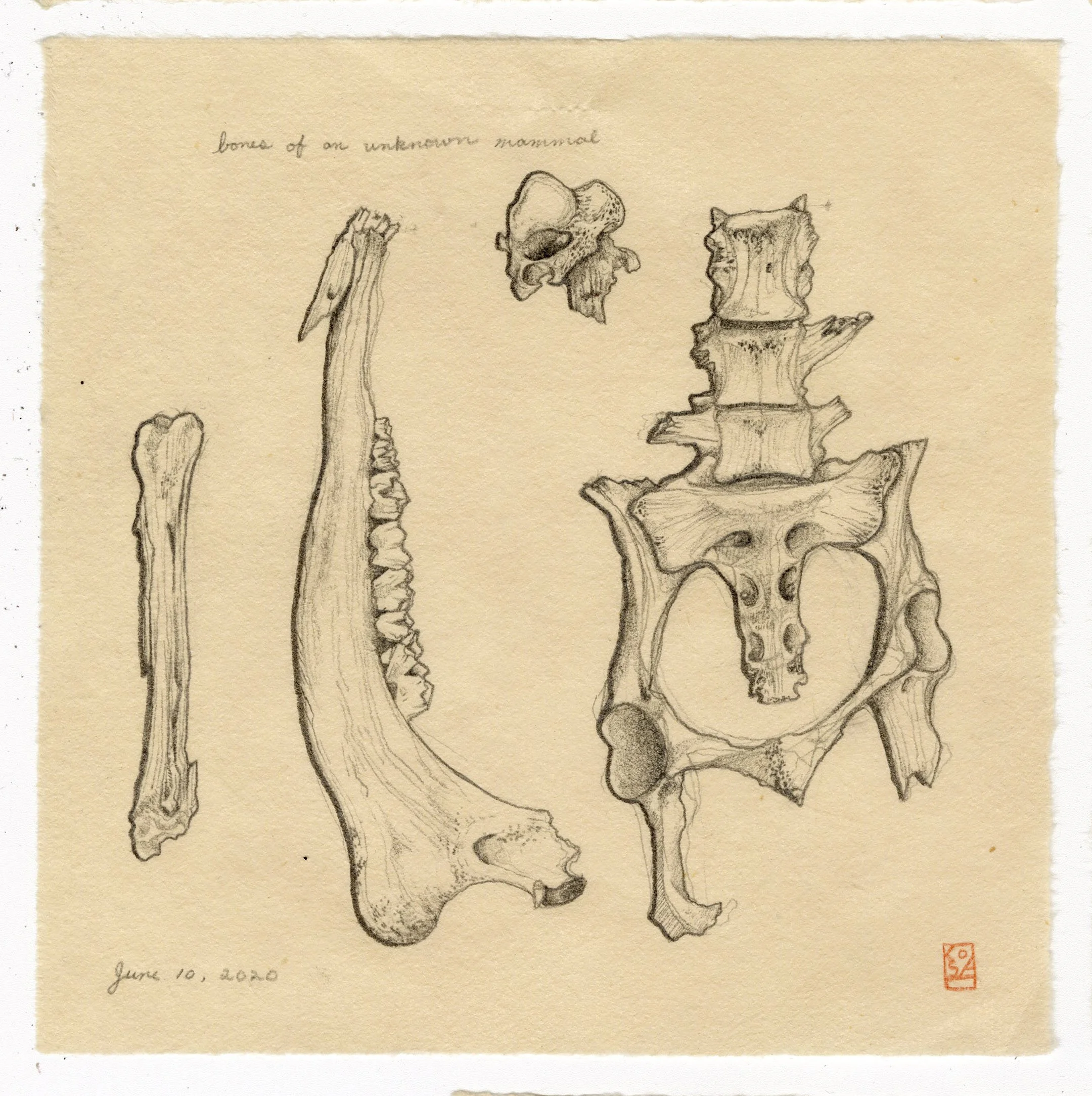 bones.jpg