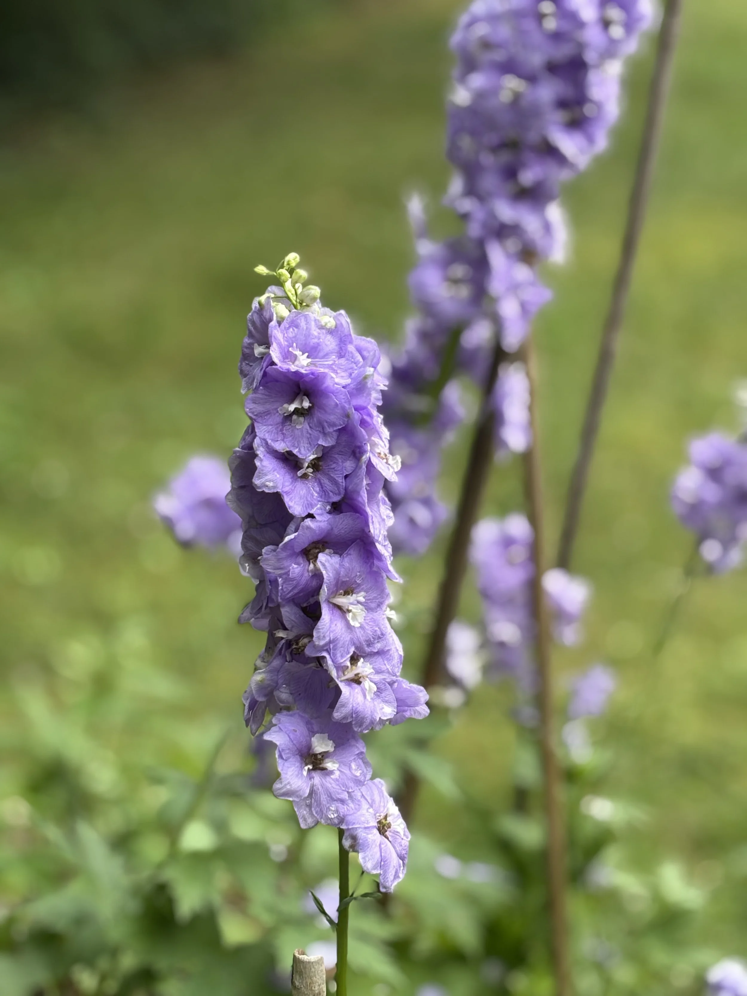 IMG_8631.jpeg