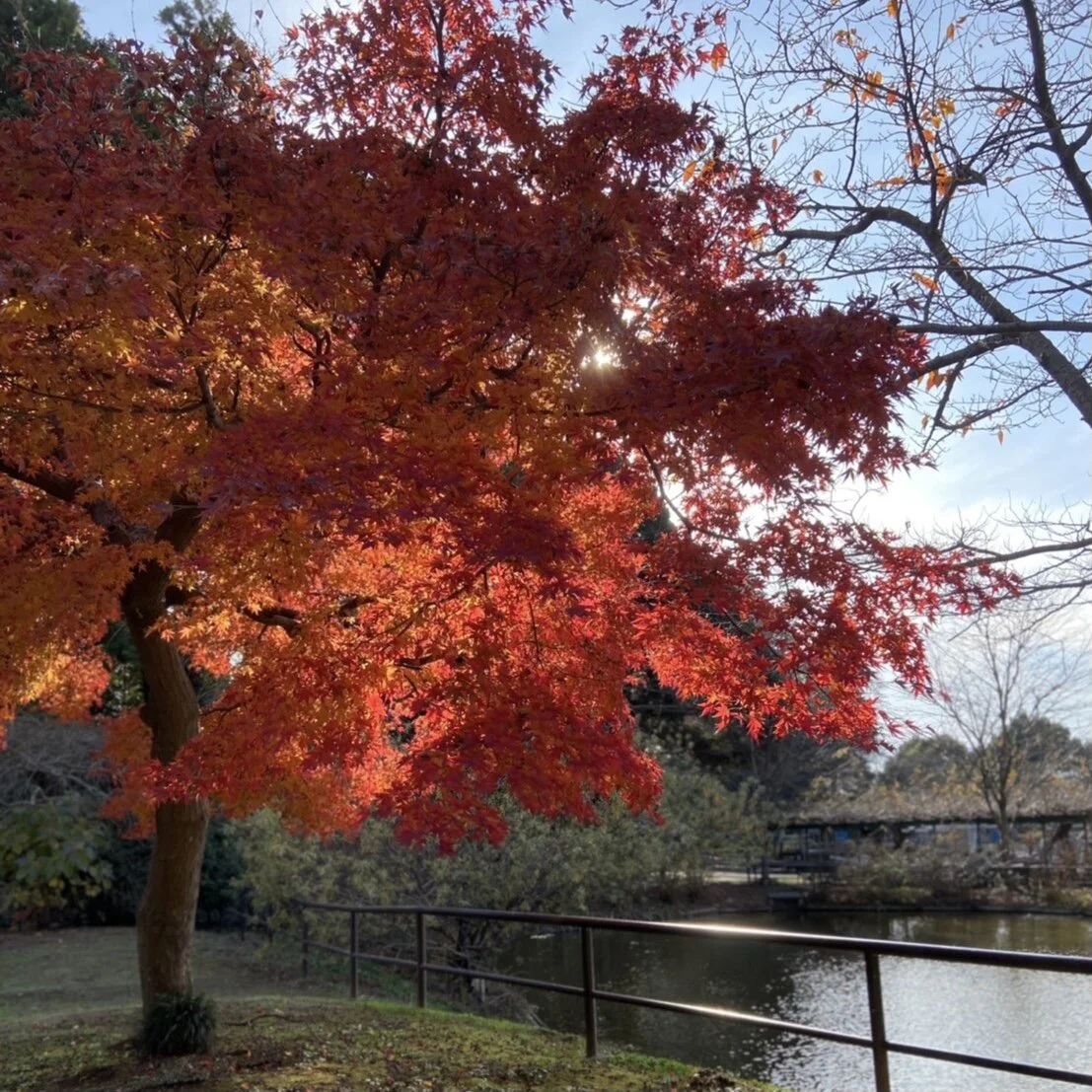 紅葉のコントラスト