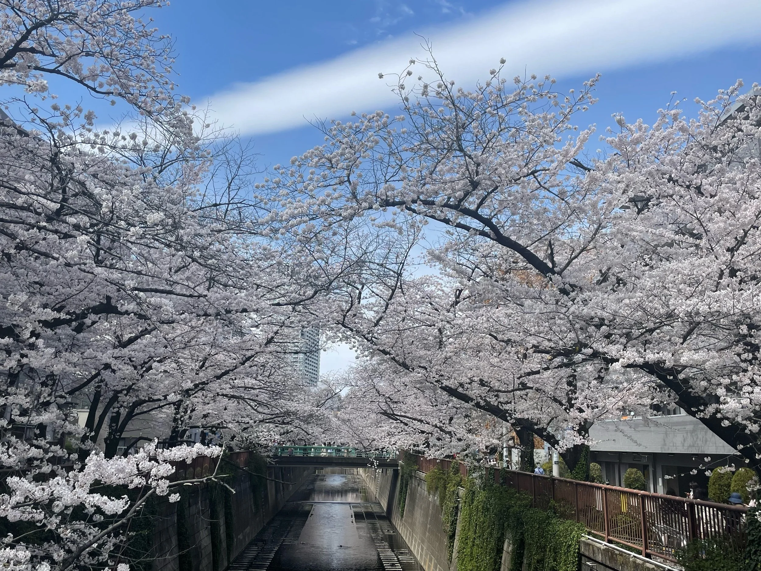 目黒川の桜