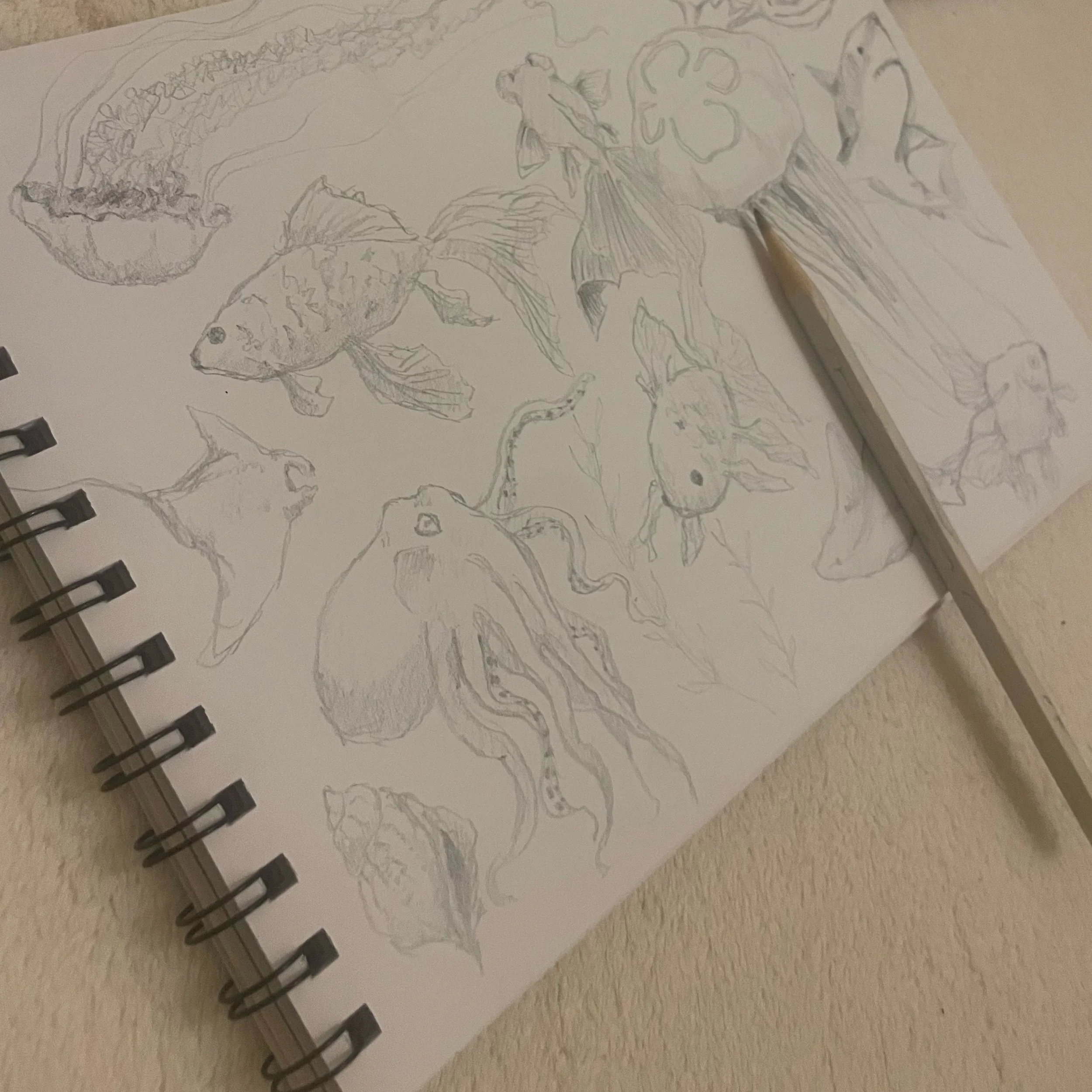 海