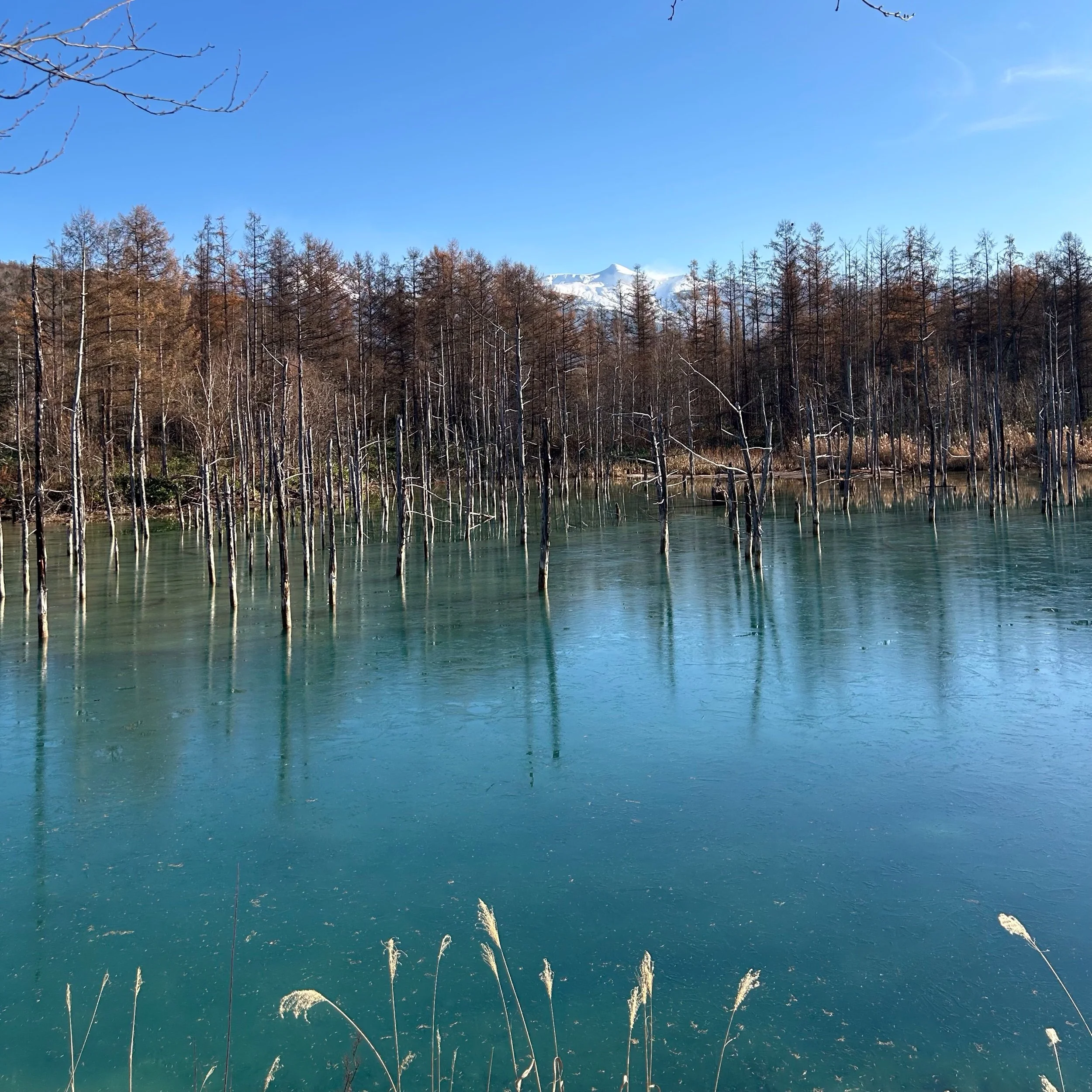 北海道旅行❄️