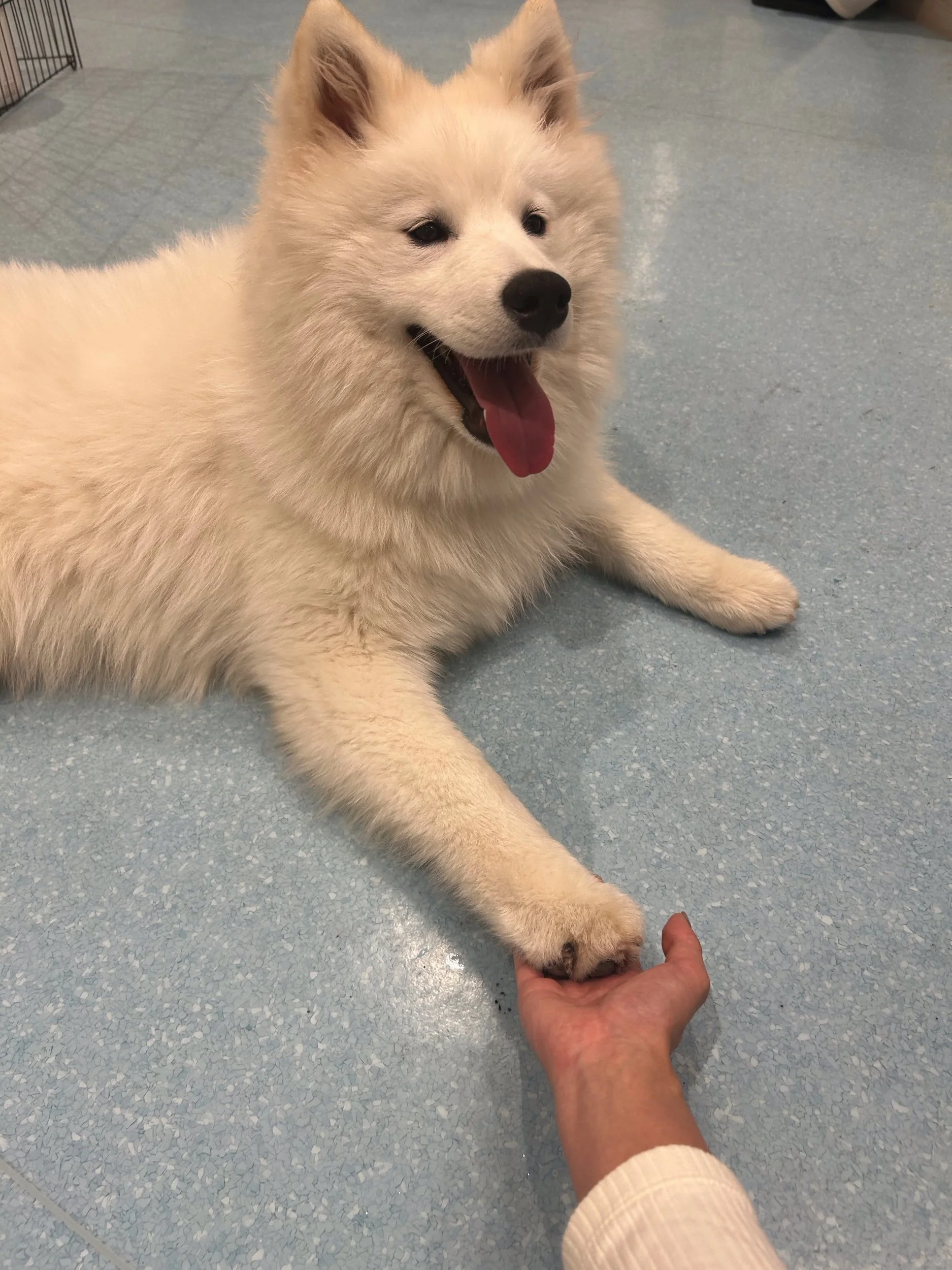 サモエドカフェ