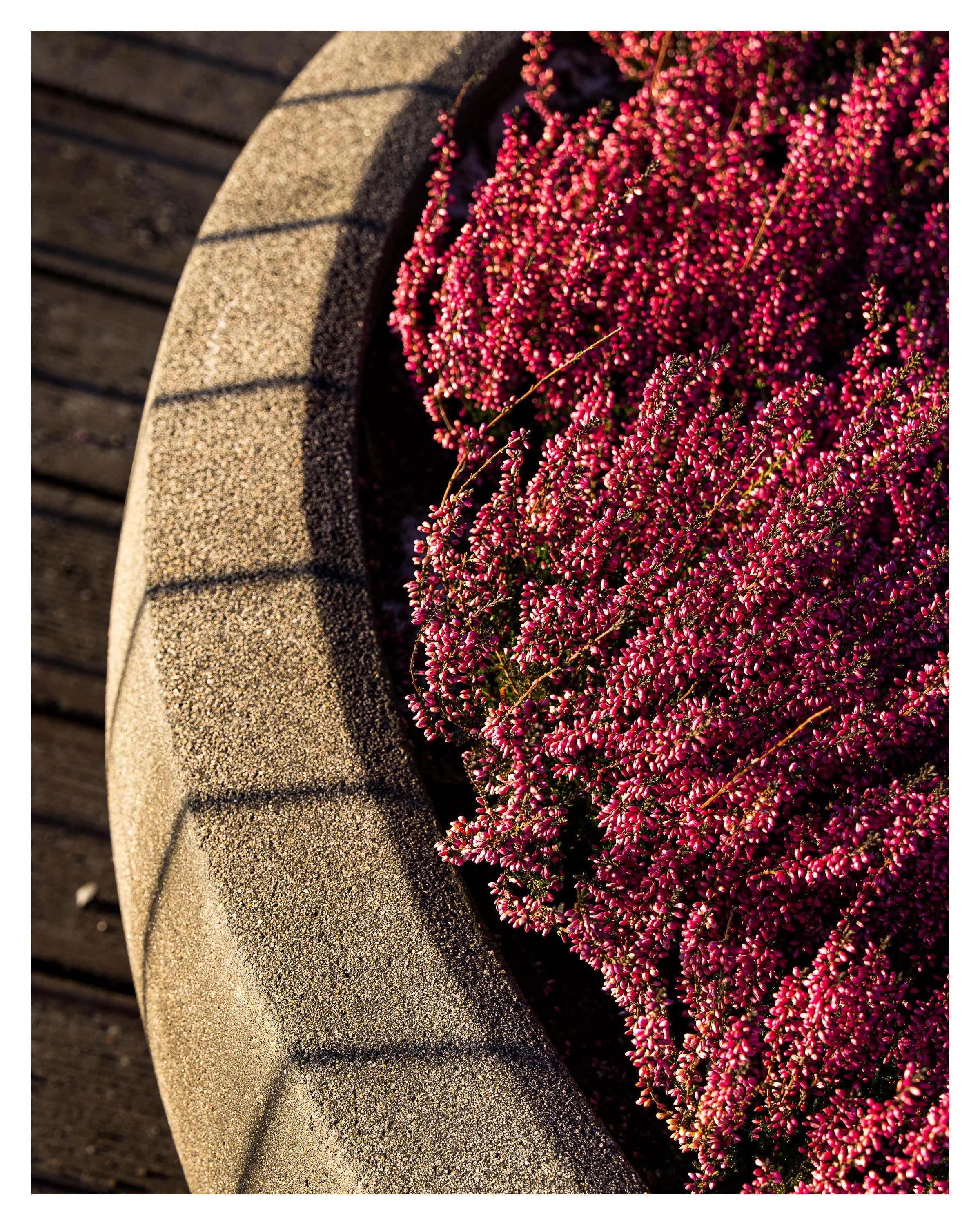 oslo red bush 1 w border.jpg