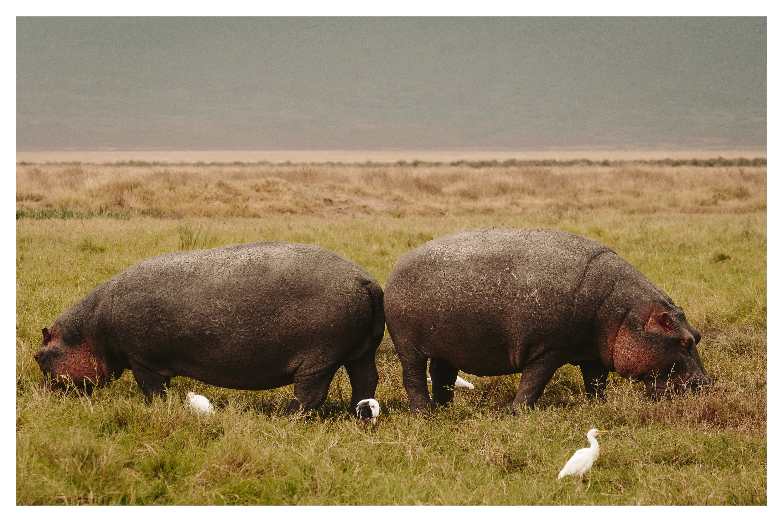 hippoes 1 w border.jpg