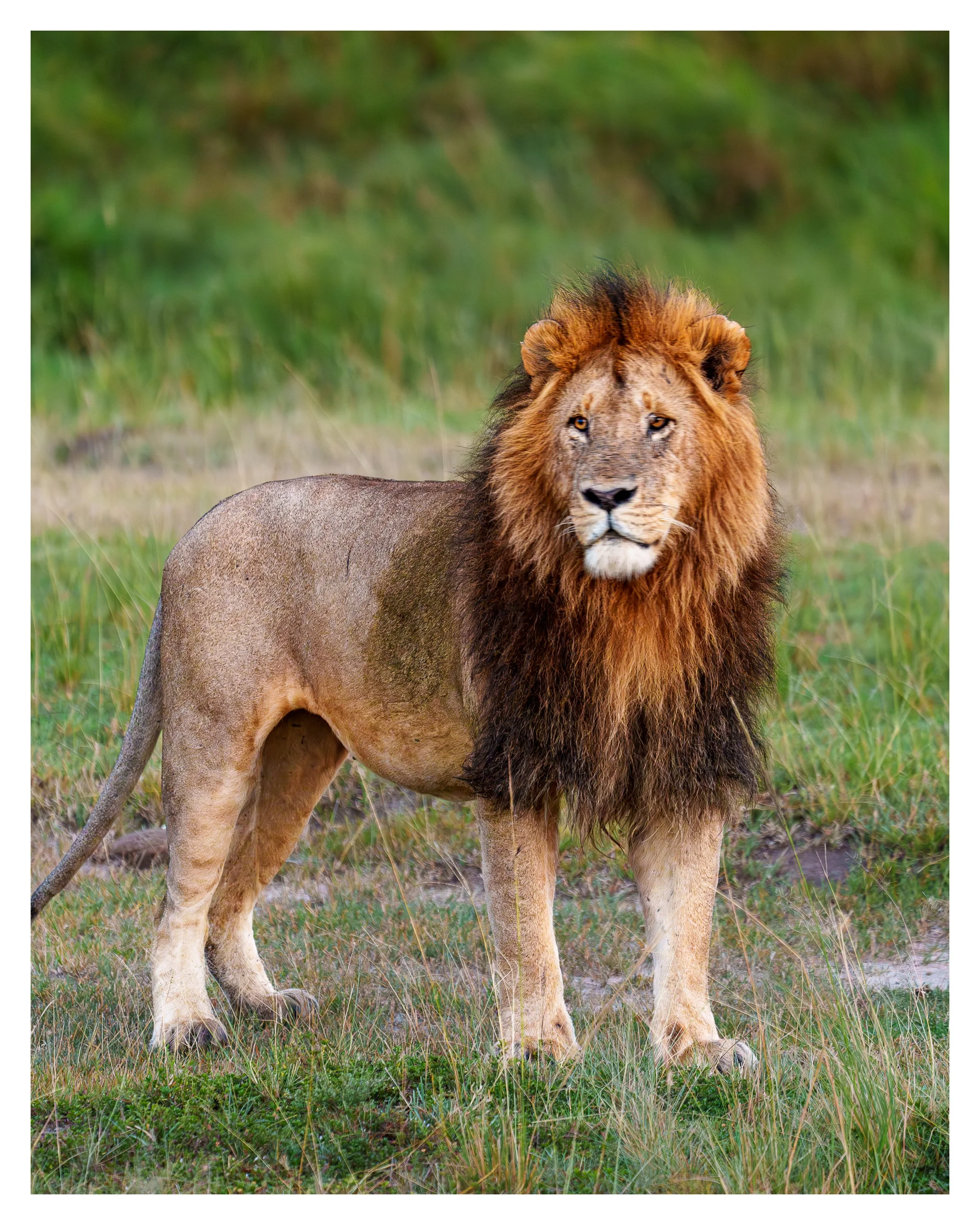 african lion 2 w border.jpg