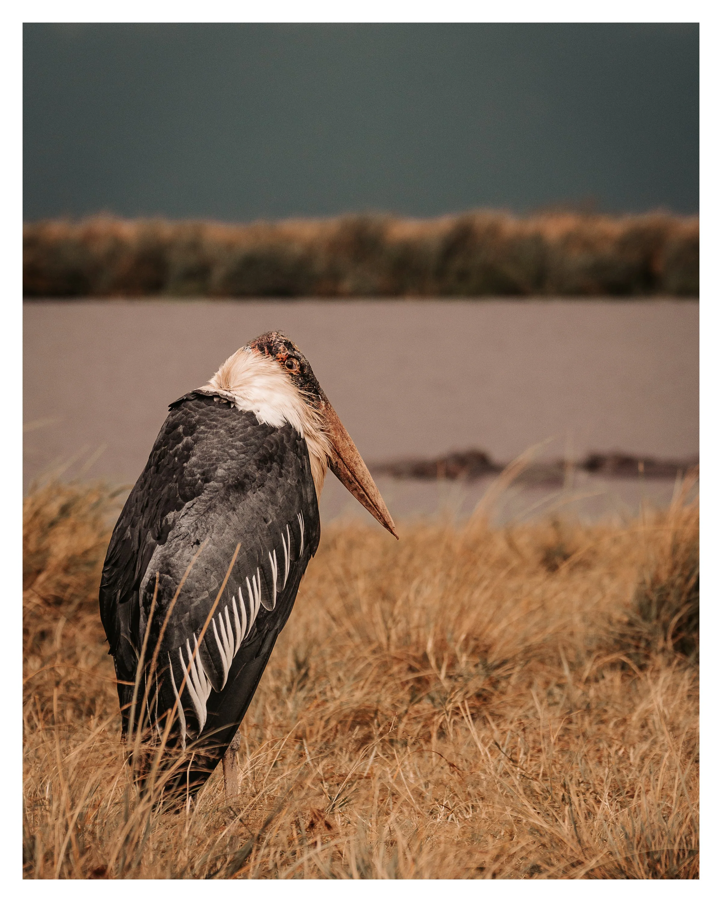 stork 1 w border.jpg