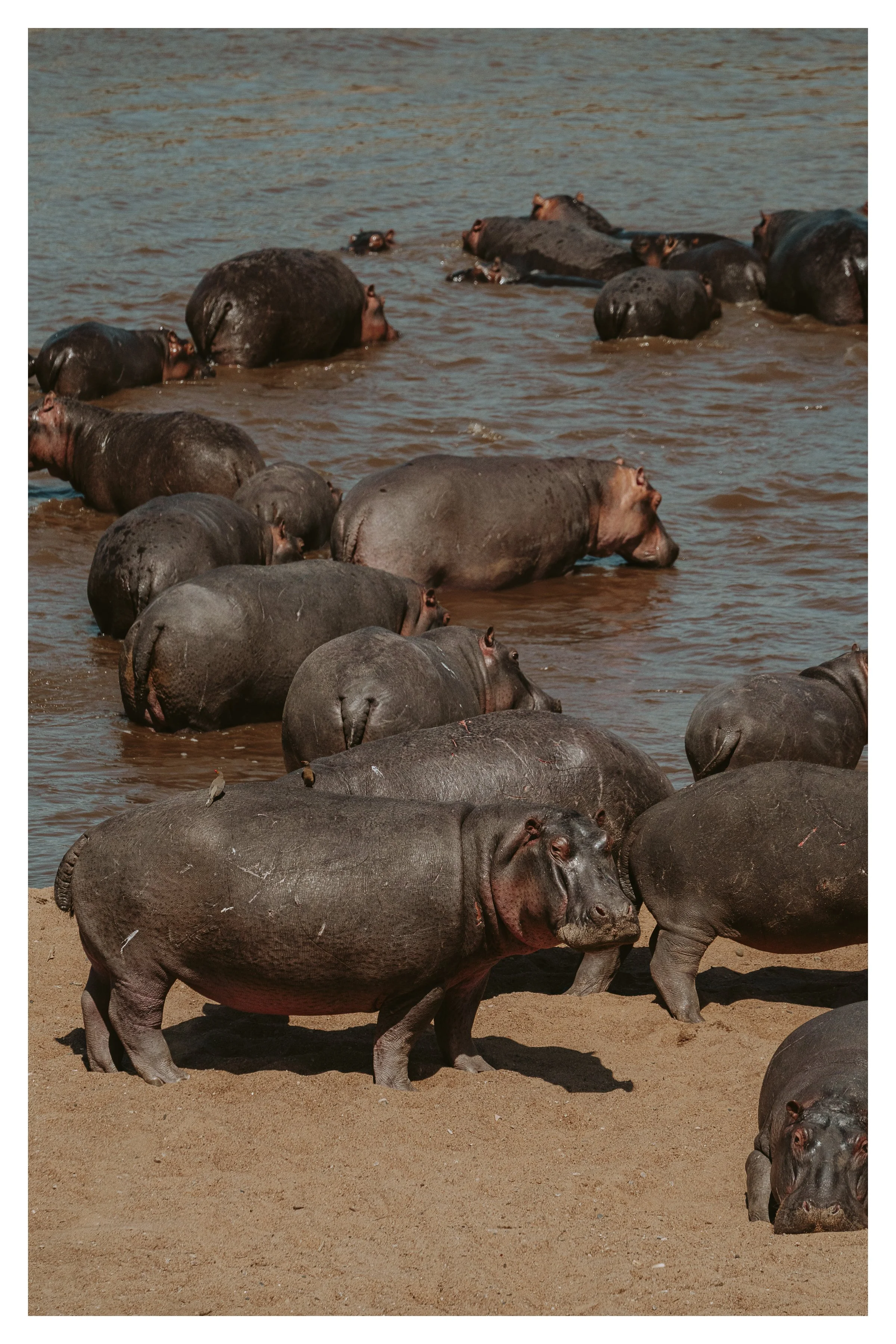 hippoes on shore 1 w border.jpg