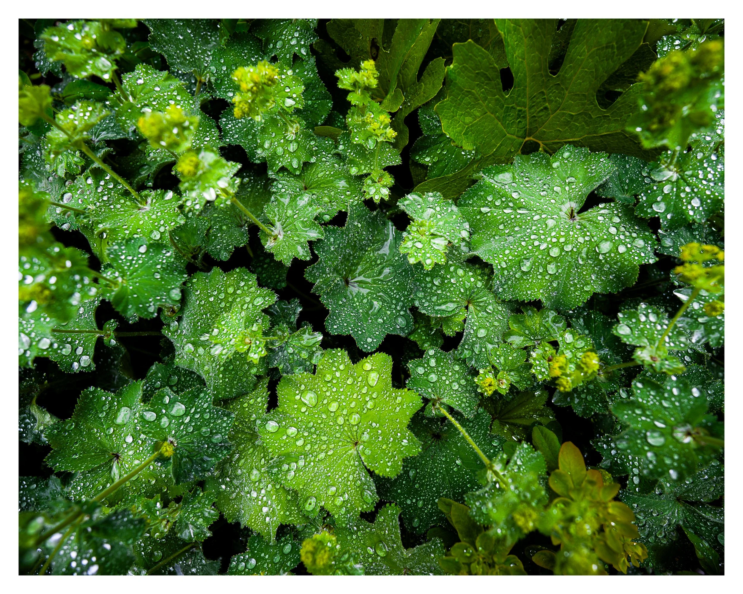 wet leaves 1 w border.jpg