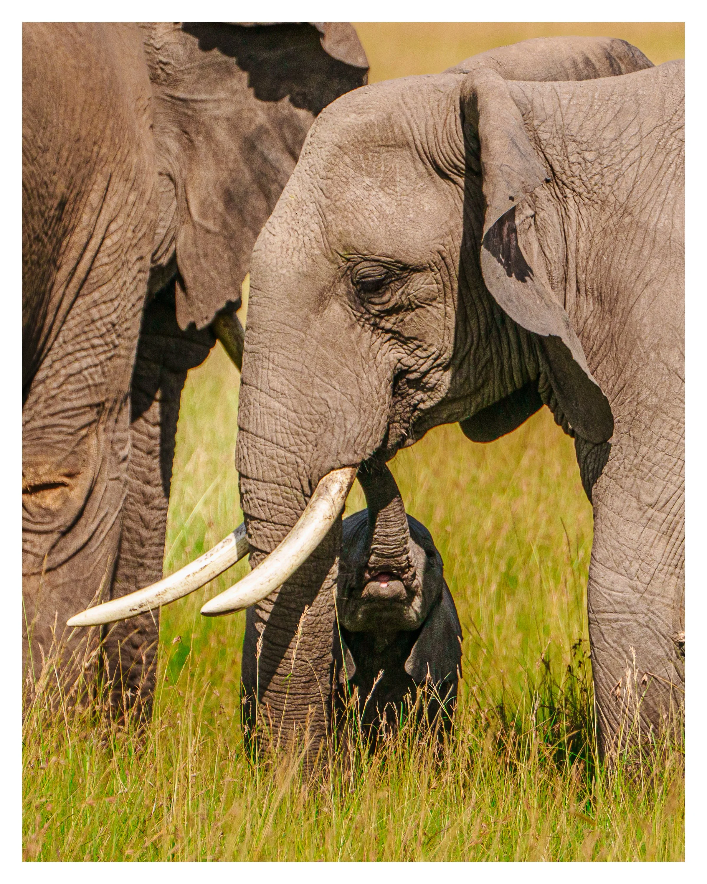 baby and mom elephant 1 w border.jpg