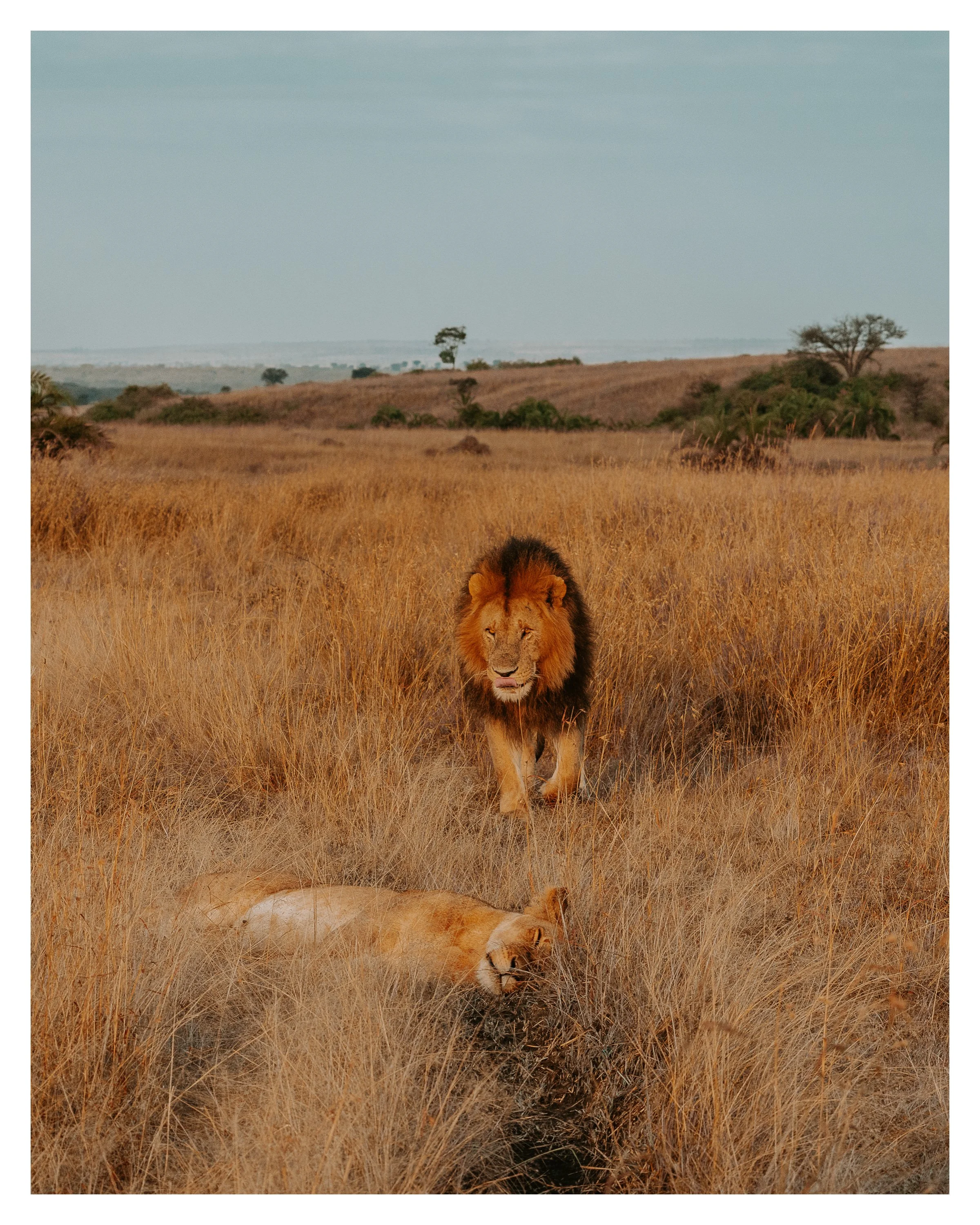 lion couple 1 w border.jpg