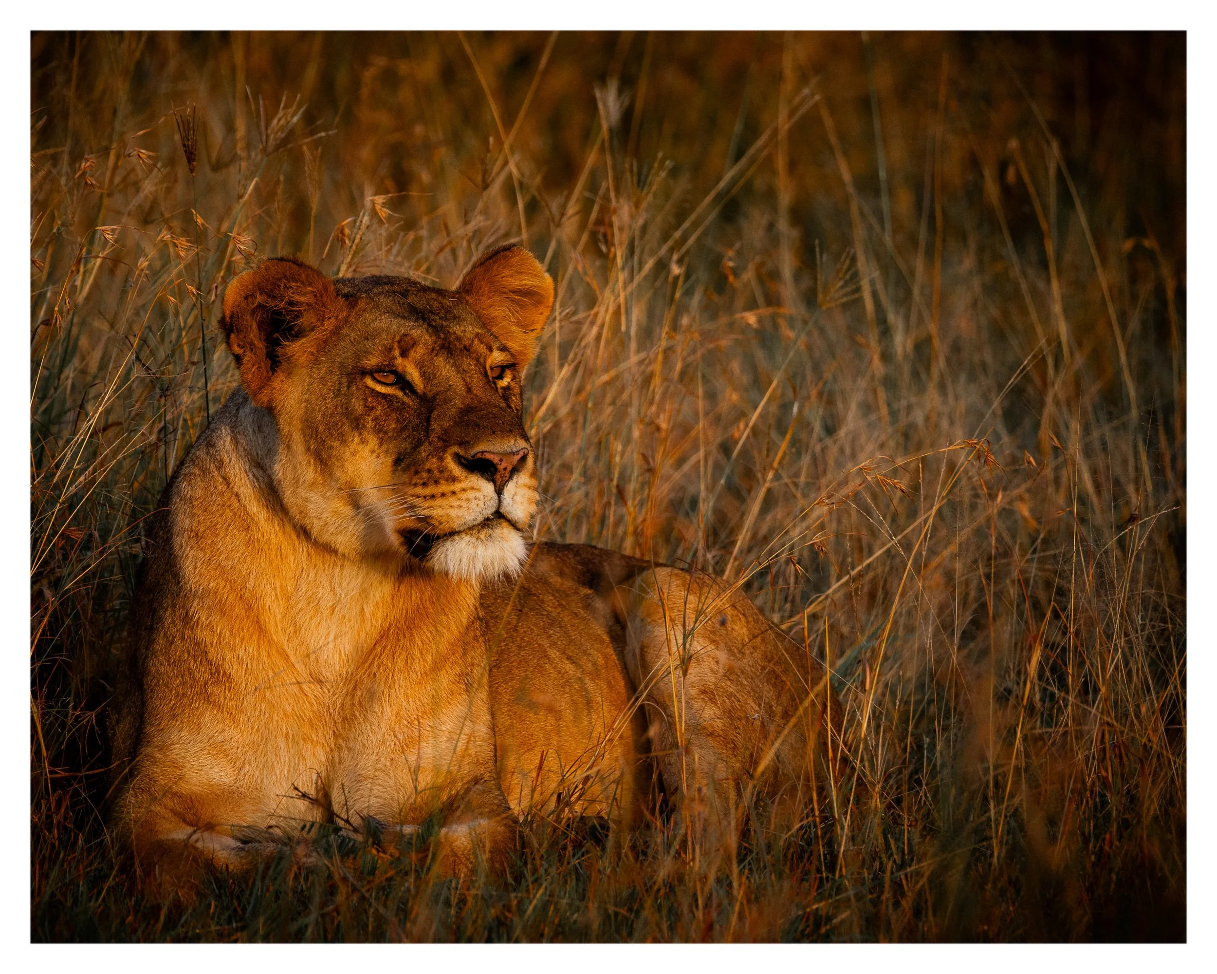 african lioness 1a w border.jpg