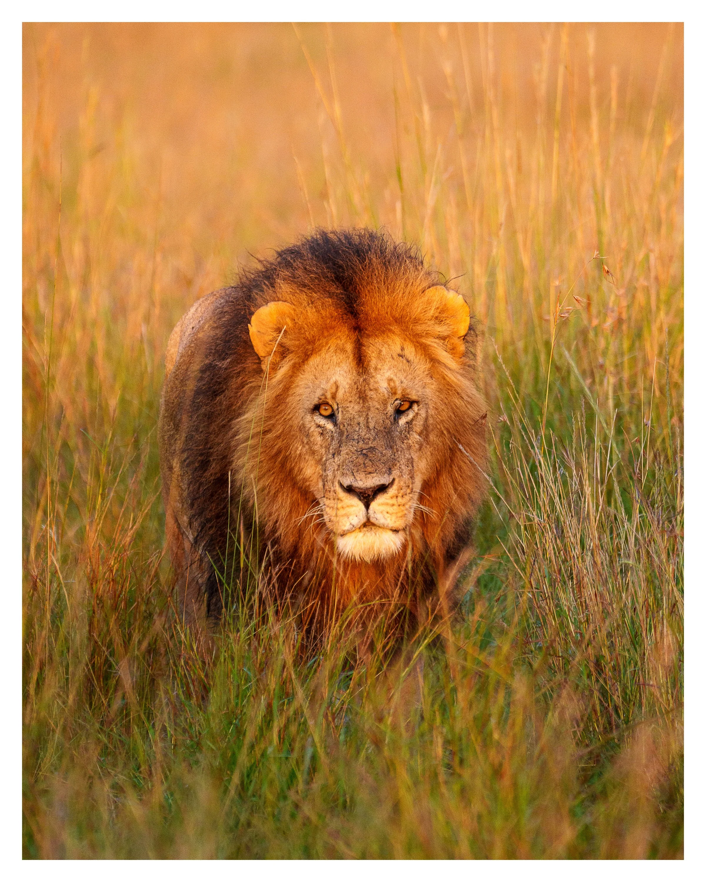 african lion 4 w border.jpg
