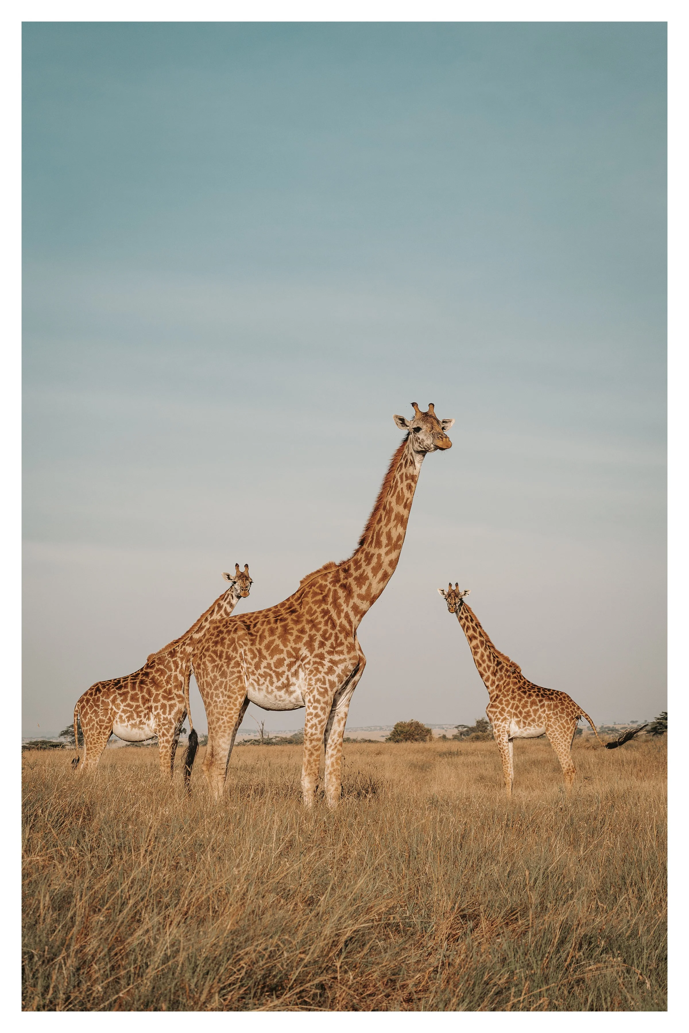 giraffe family 1 w border.jpg