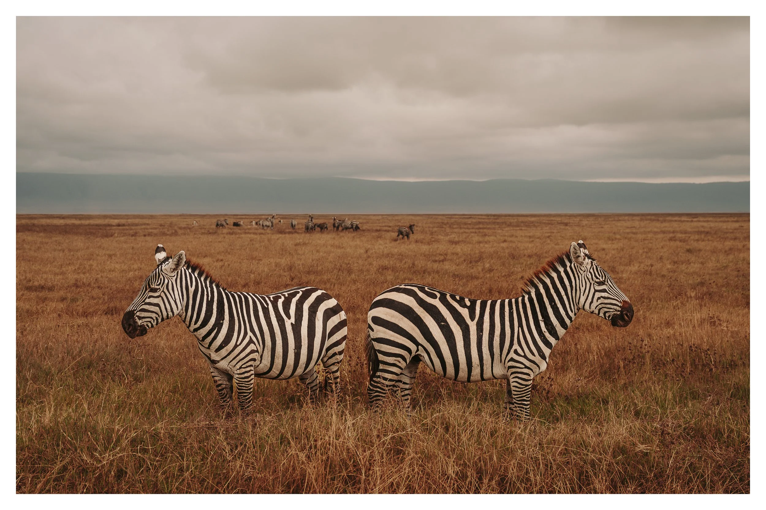 zebras 1 w border.jpg