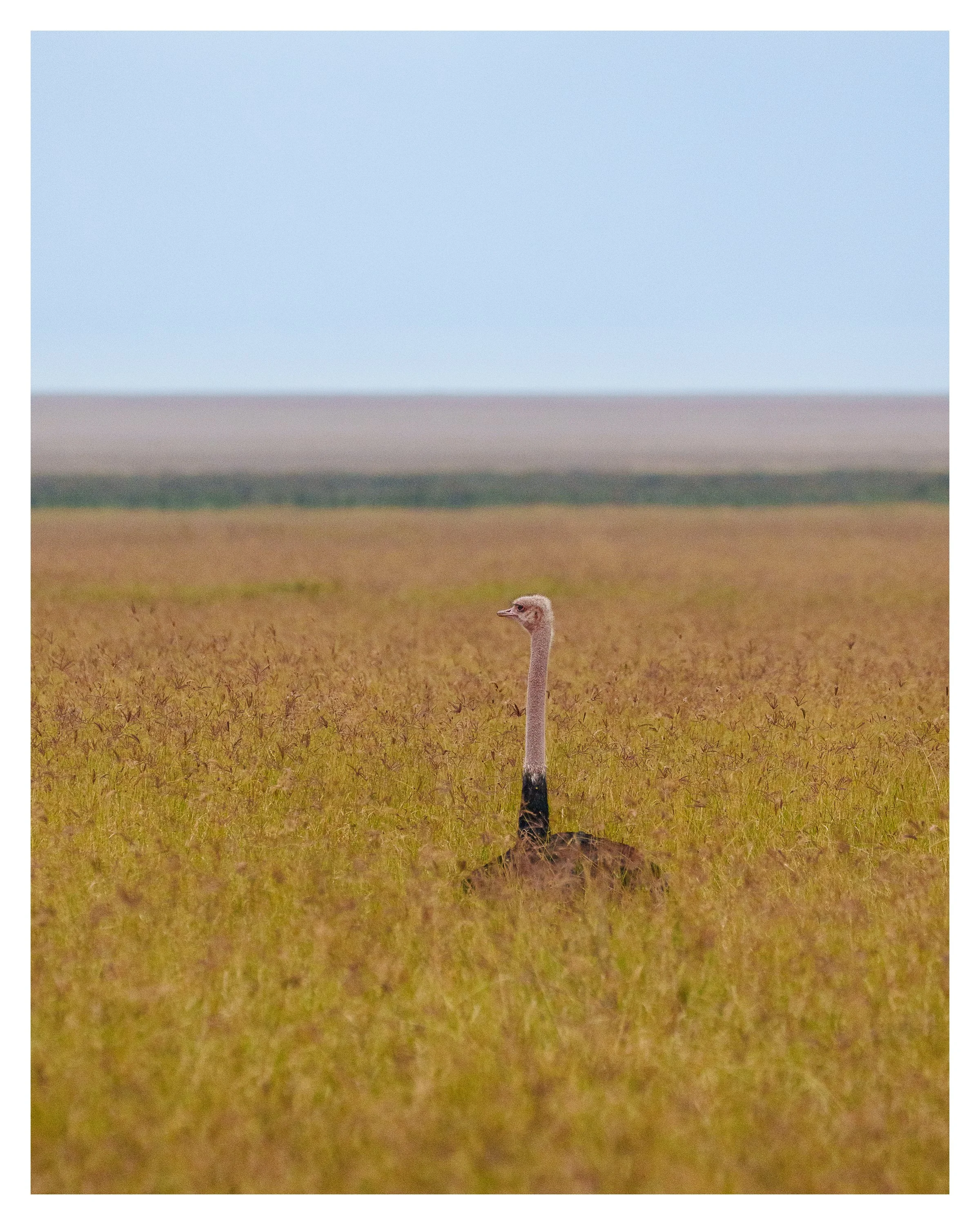 ostrich 1 w border.jpg