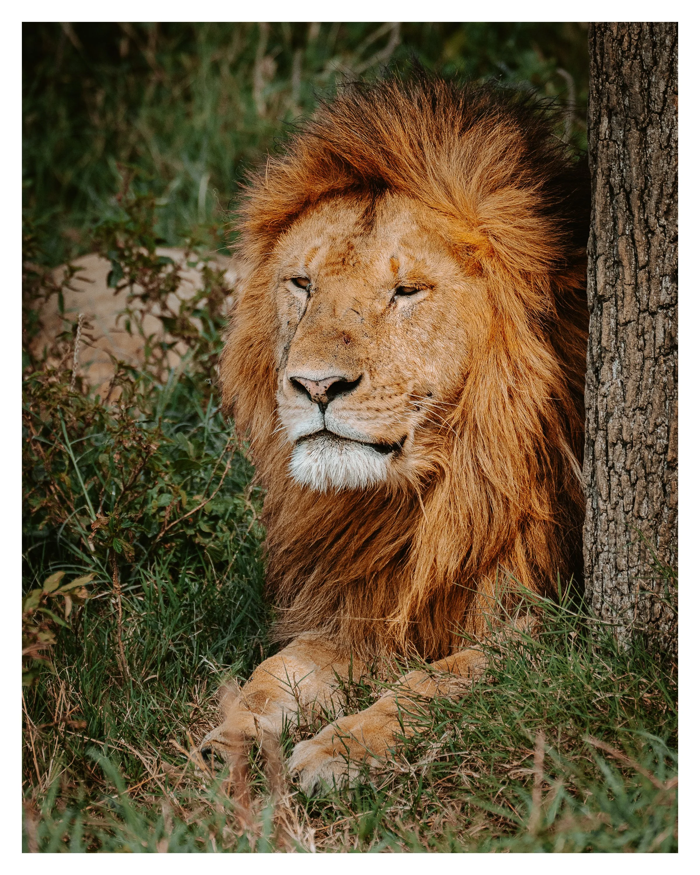 lion behind tree 1 w border.jpg