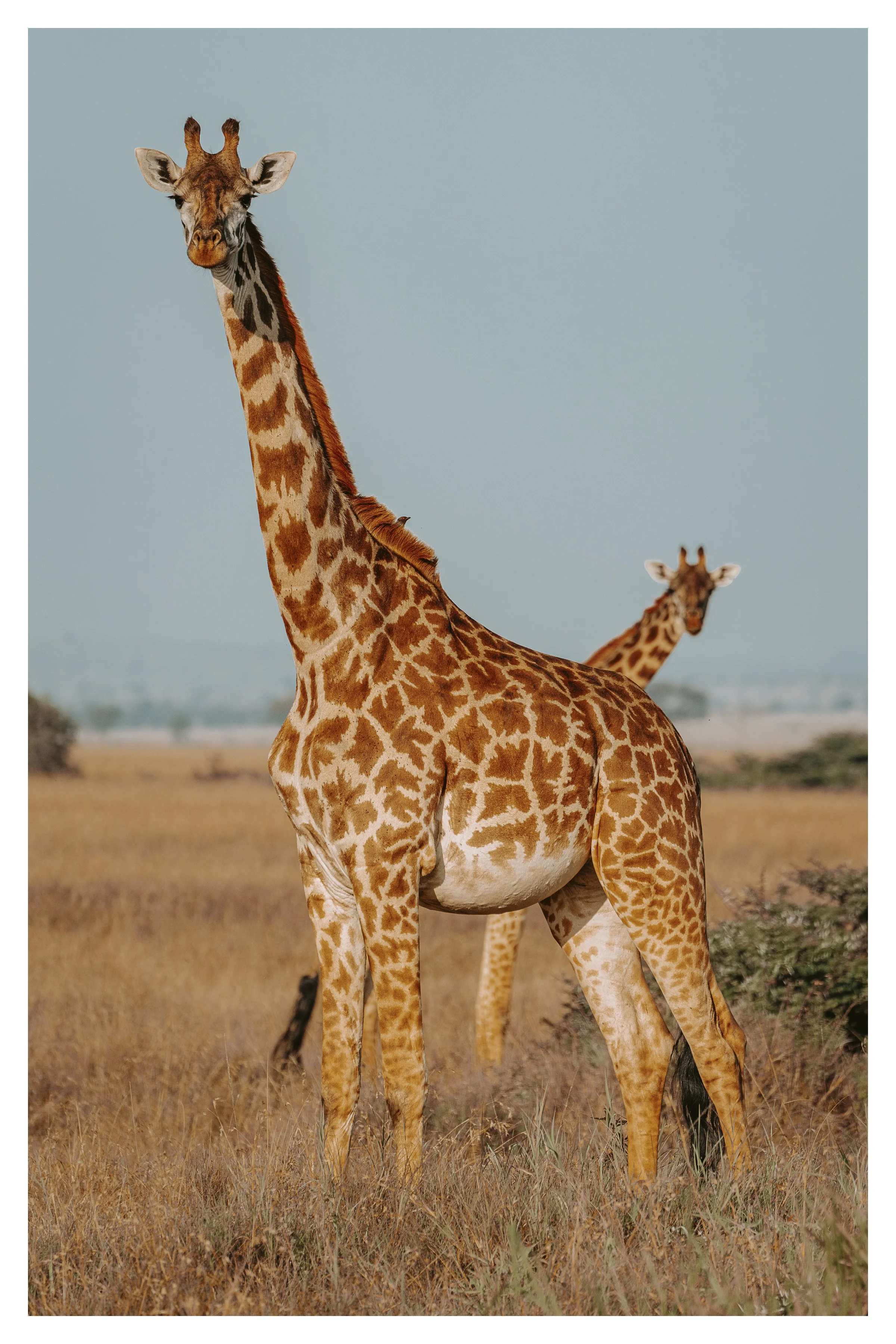 giraffe bros 1 w border.jpg