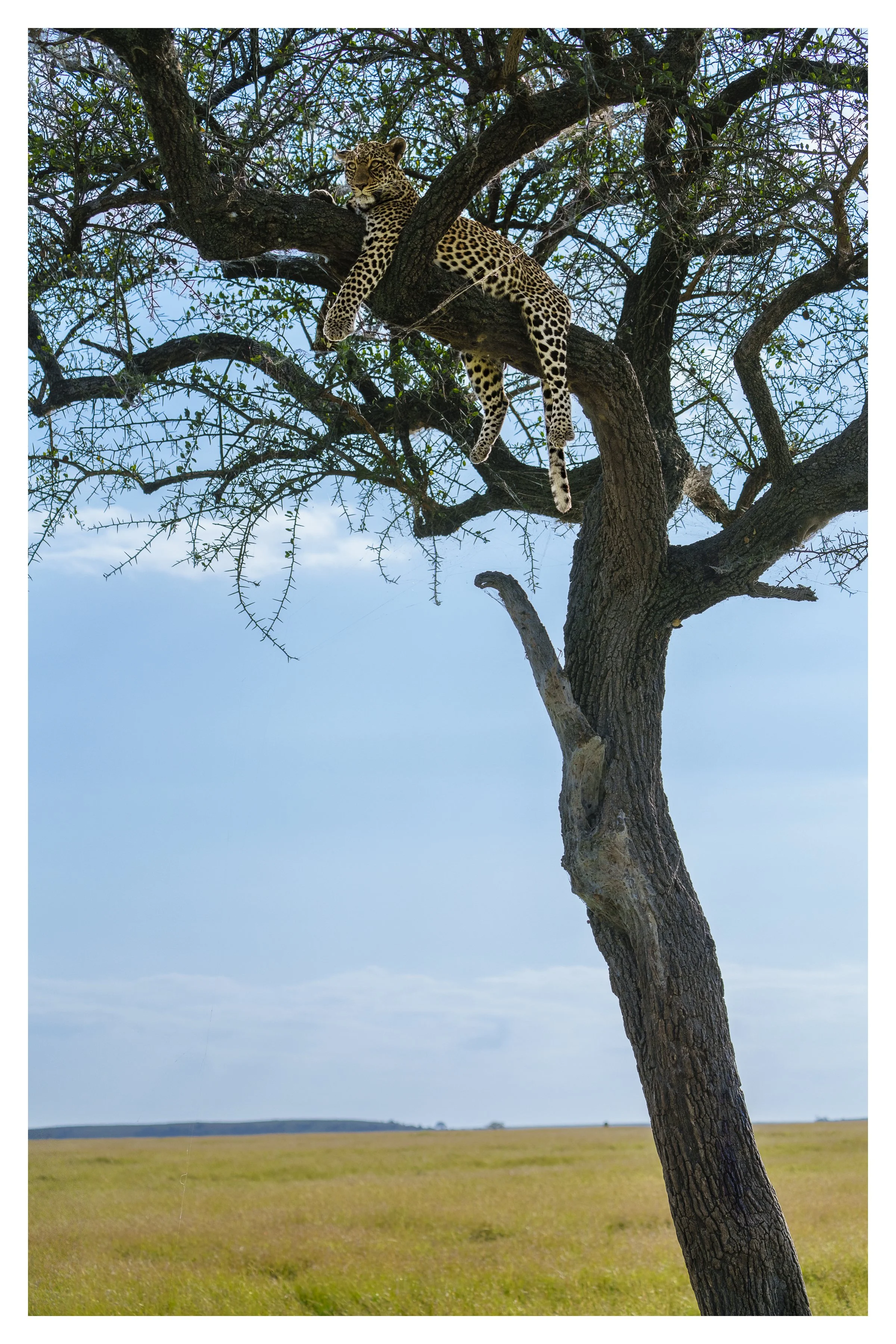 leopard in tree 2 w border.jpg