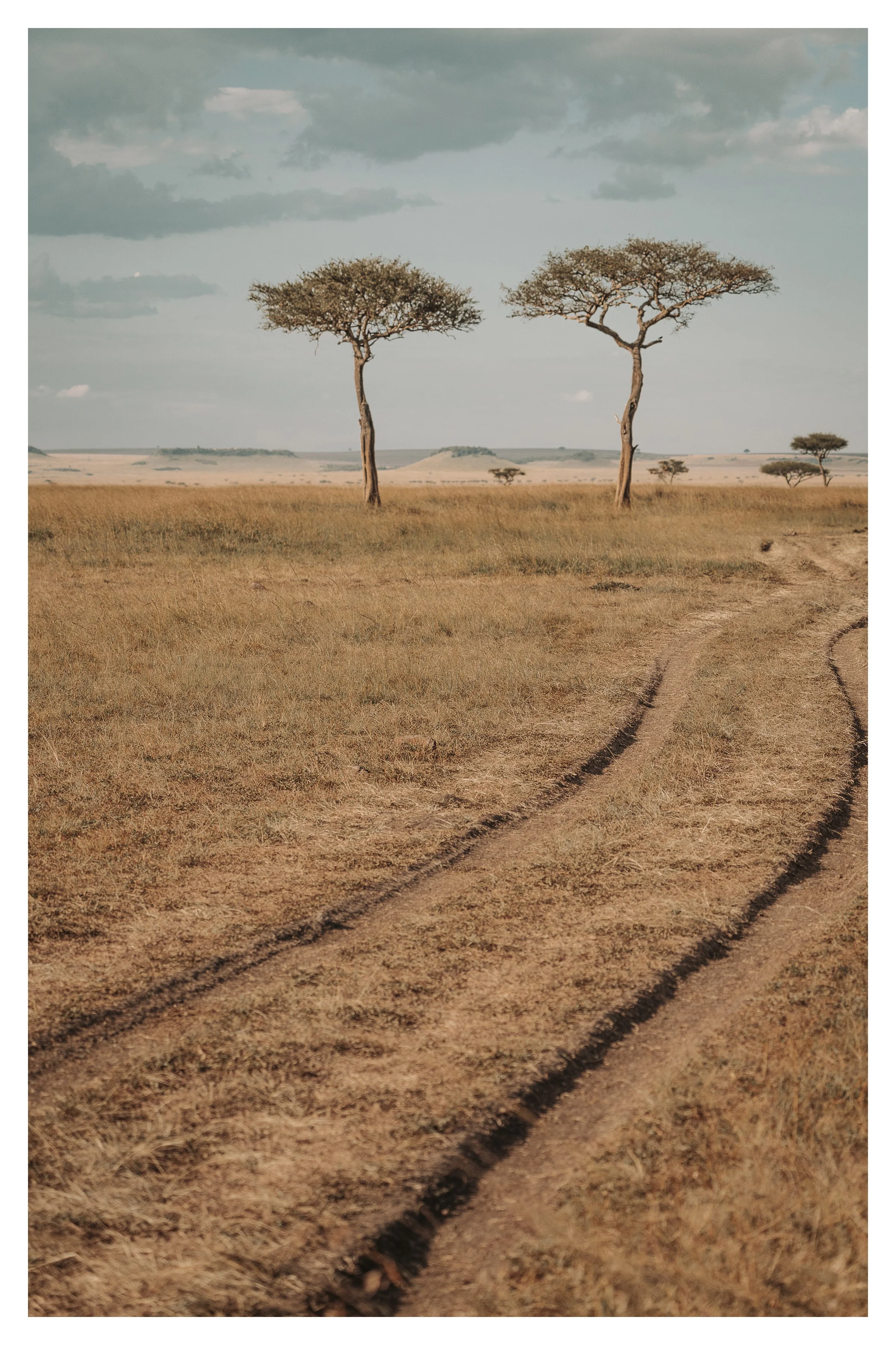 african tracks w border.jpg