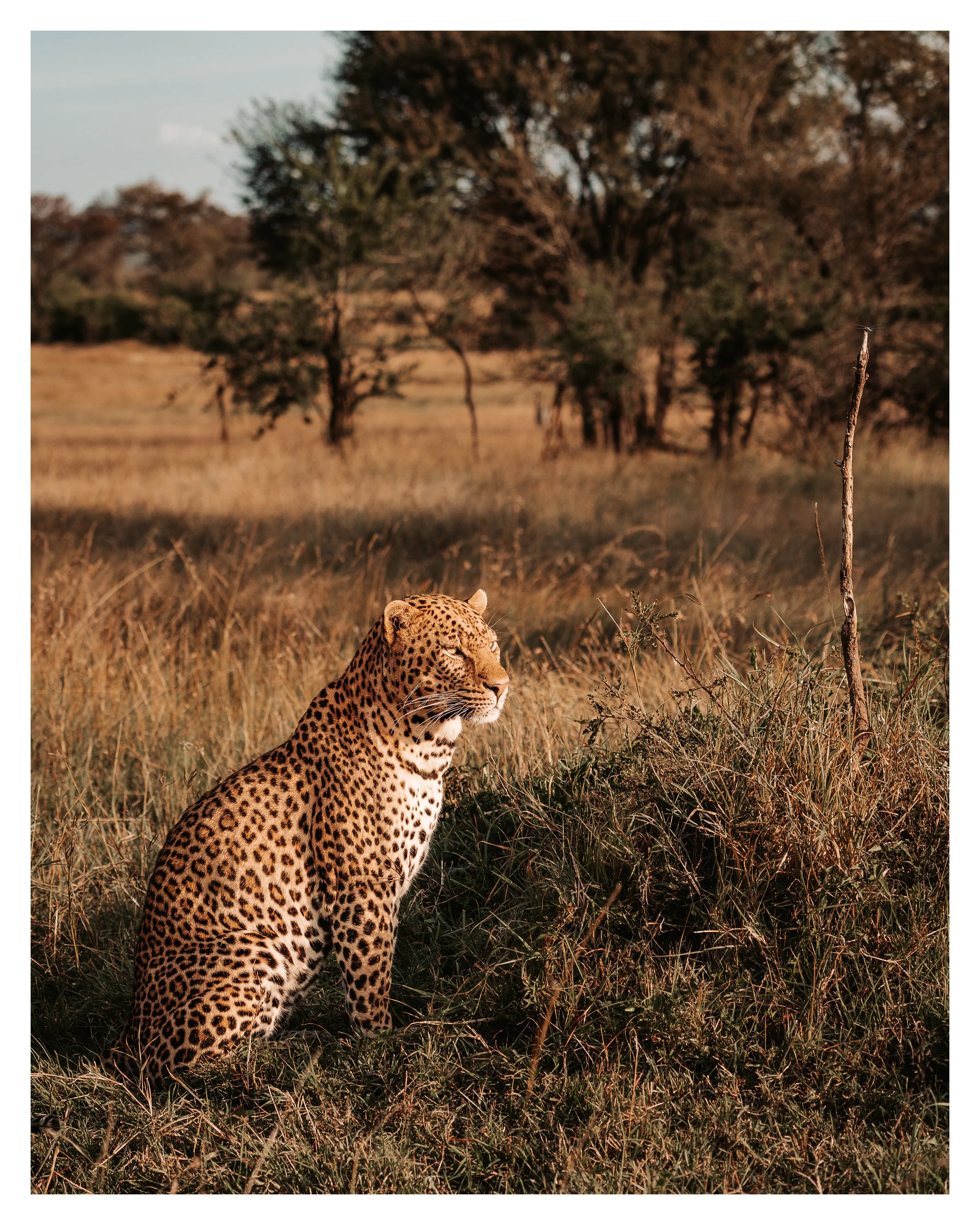 leopard sunset 2 w border.jpg
