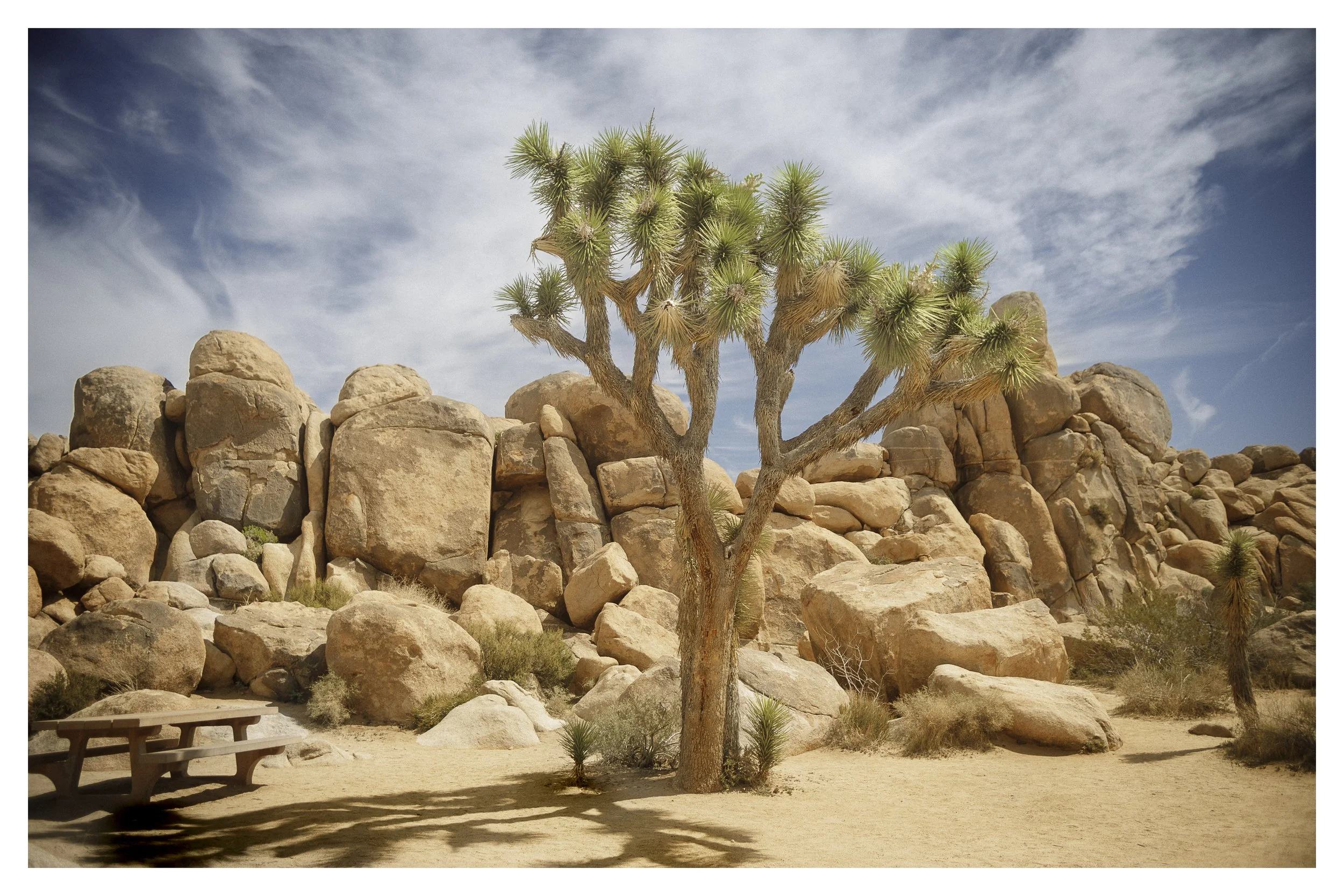 joshua tree 1 w border.jpg
