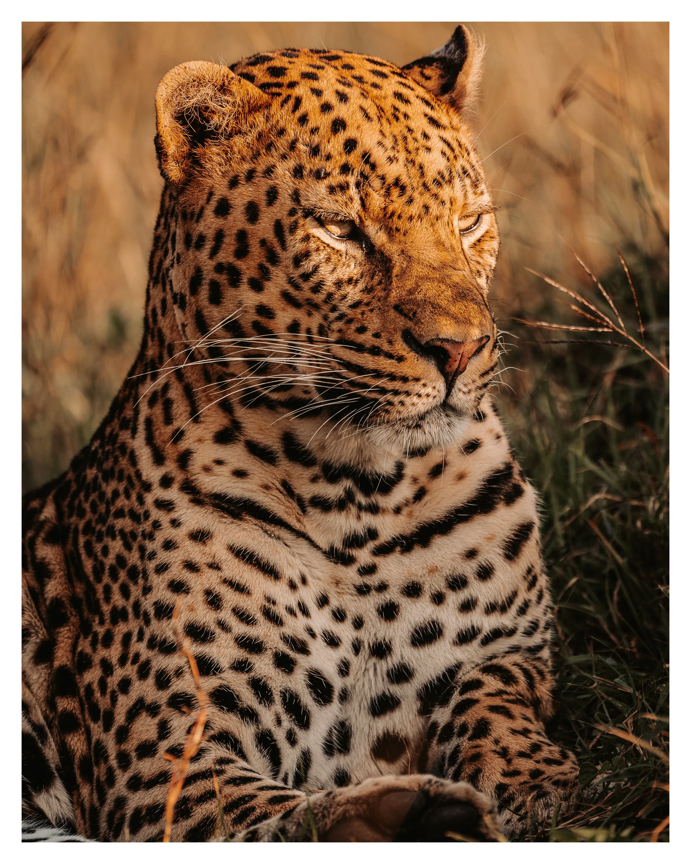 leopard sunset 1 w border.jpg