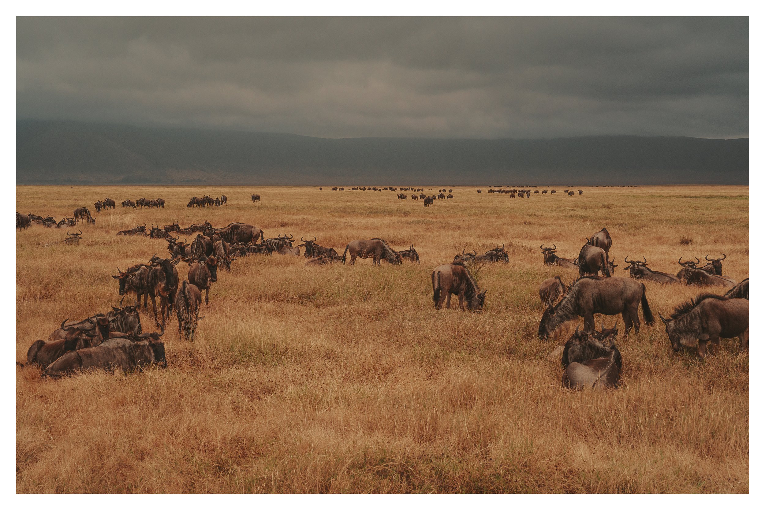 wildebeast 1 africa w border.jpg