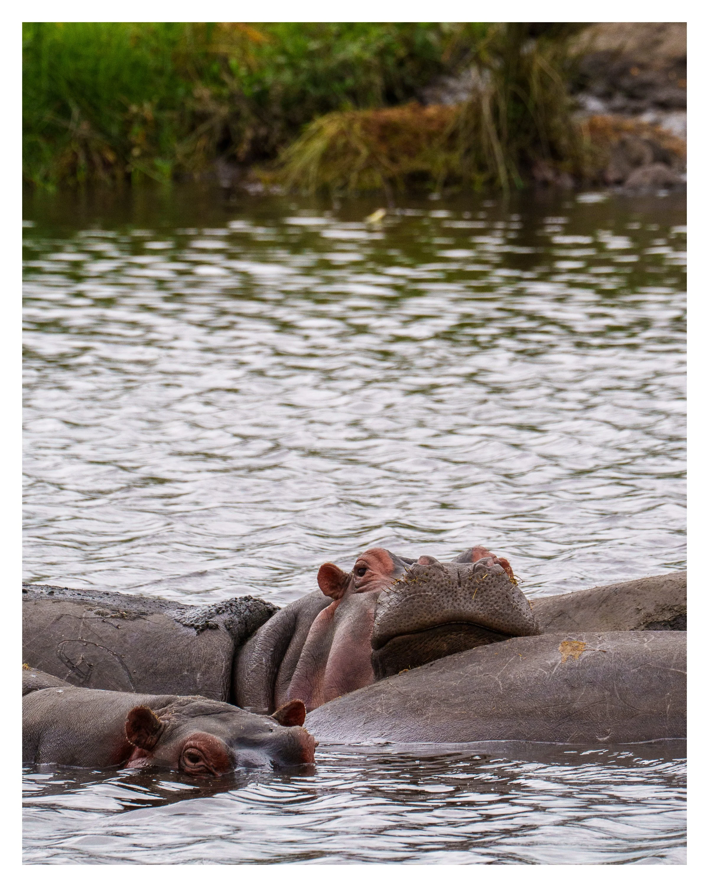 hippo in water 1 w border.jpg