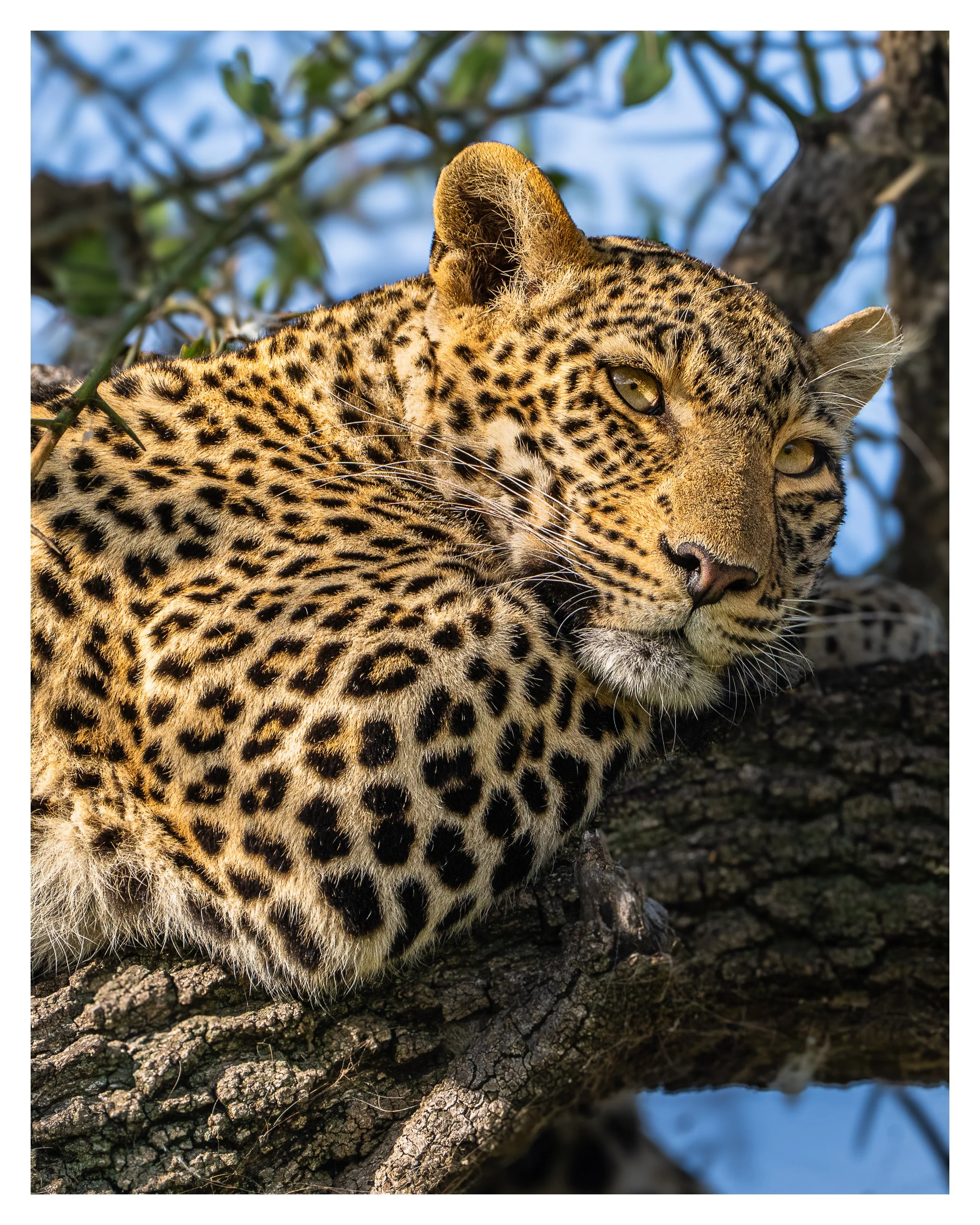 leopard in tree 5 w border.jpg