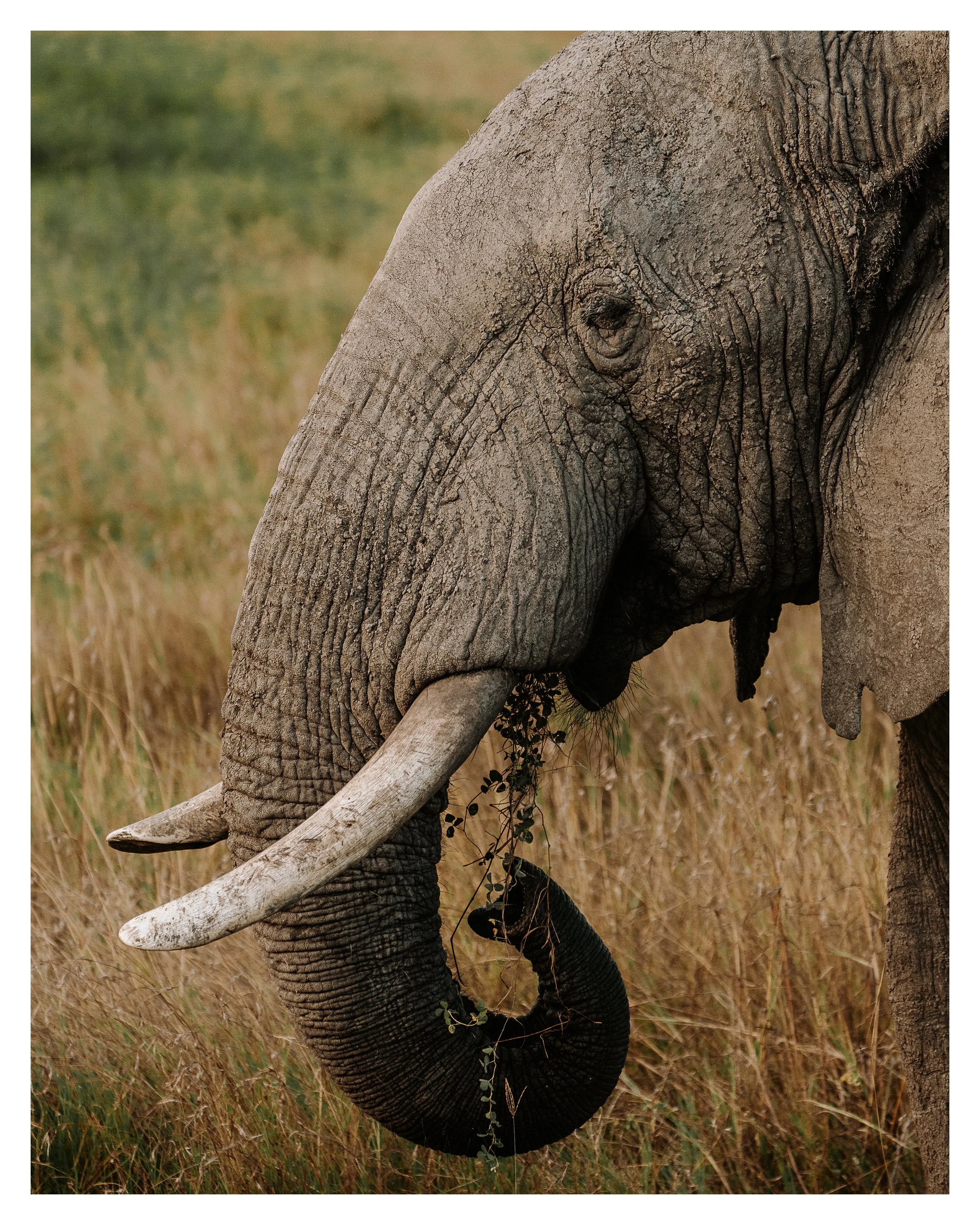elephant 4 w bordeer.jpg