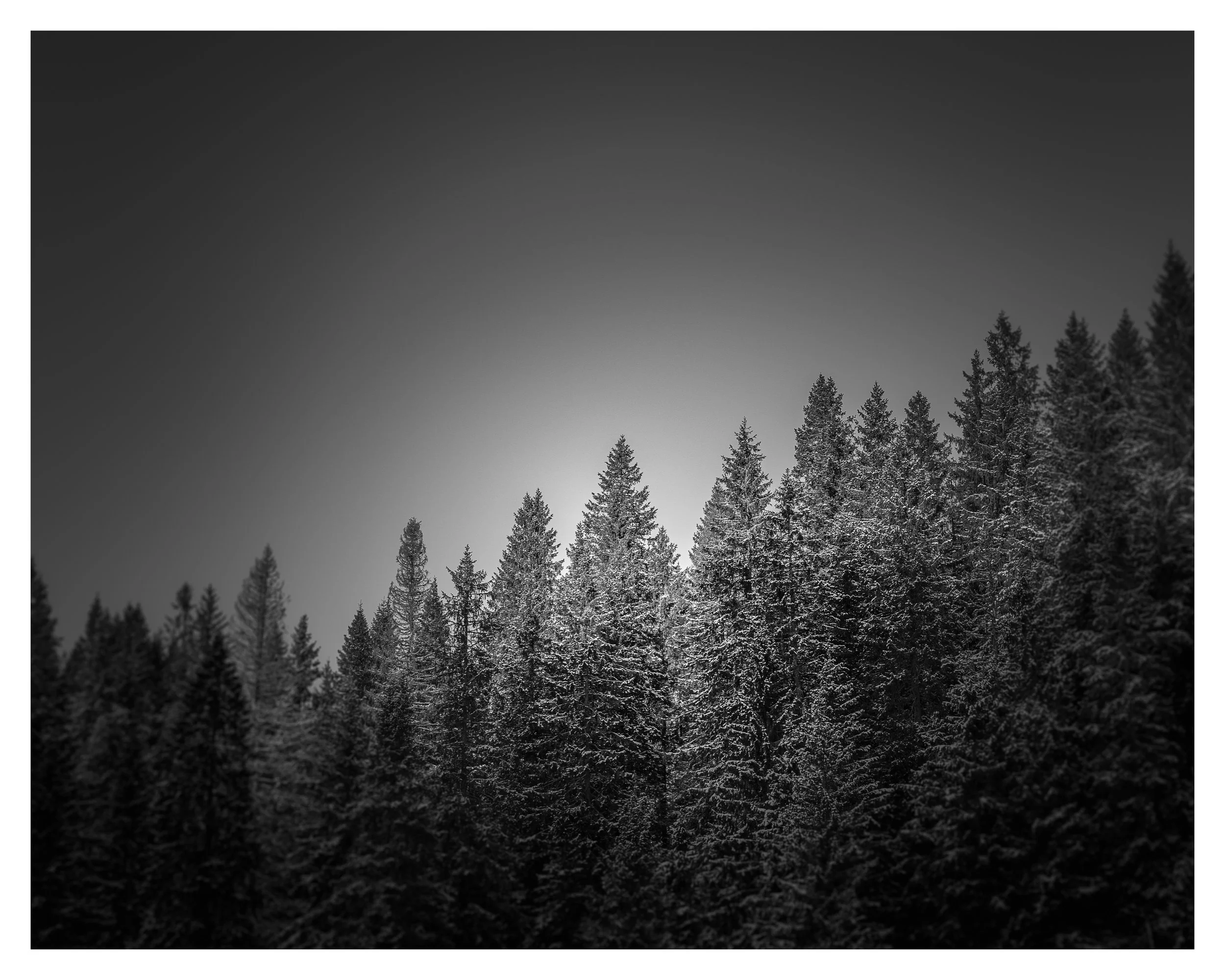 oslo tree line bw w border.jpg