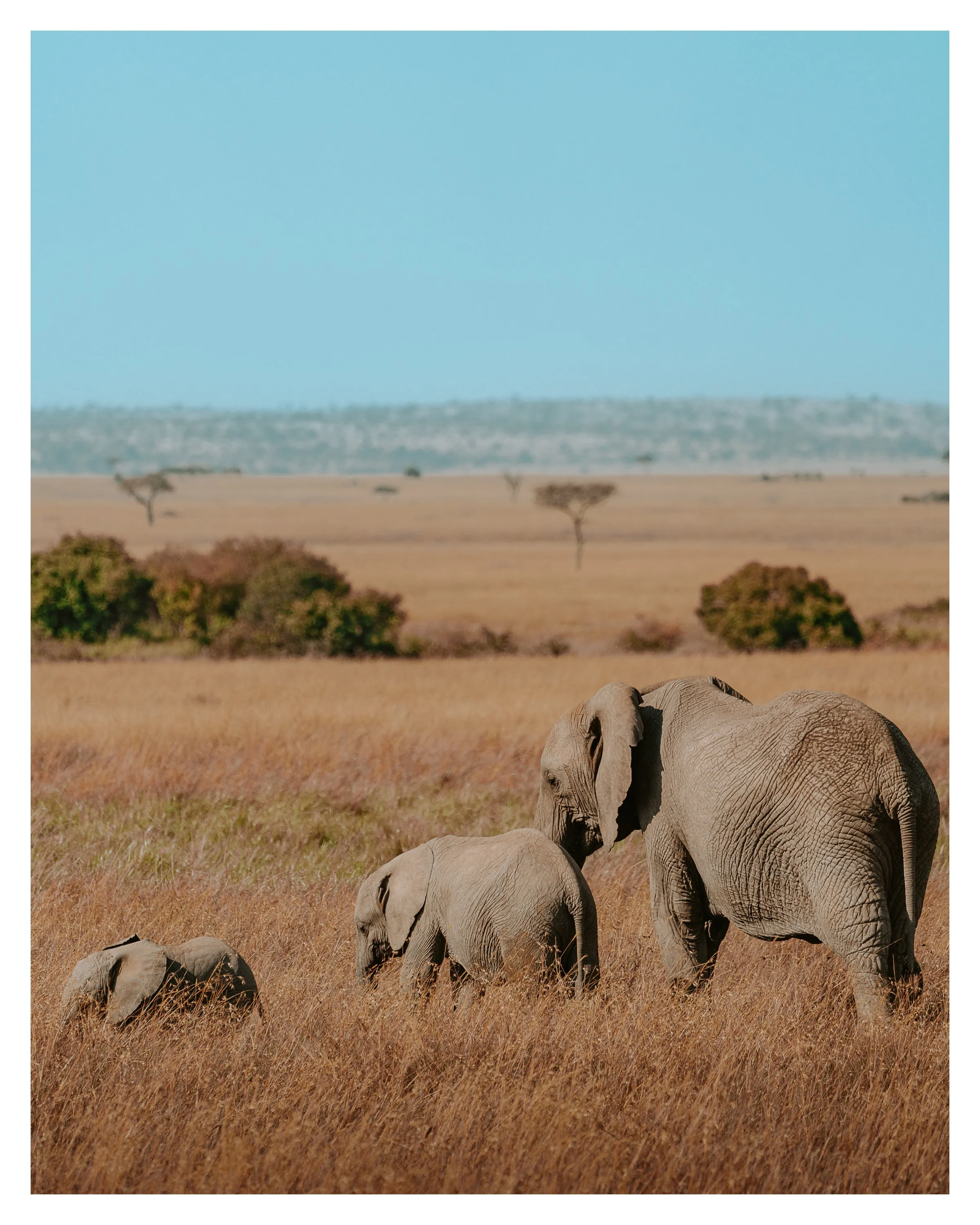elephant family 1 w border.jpg