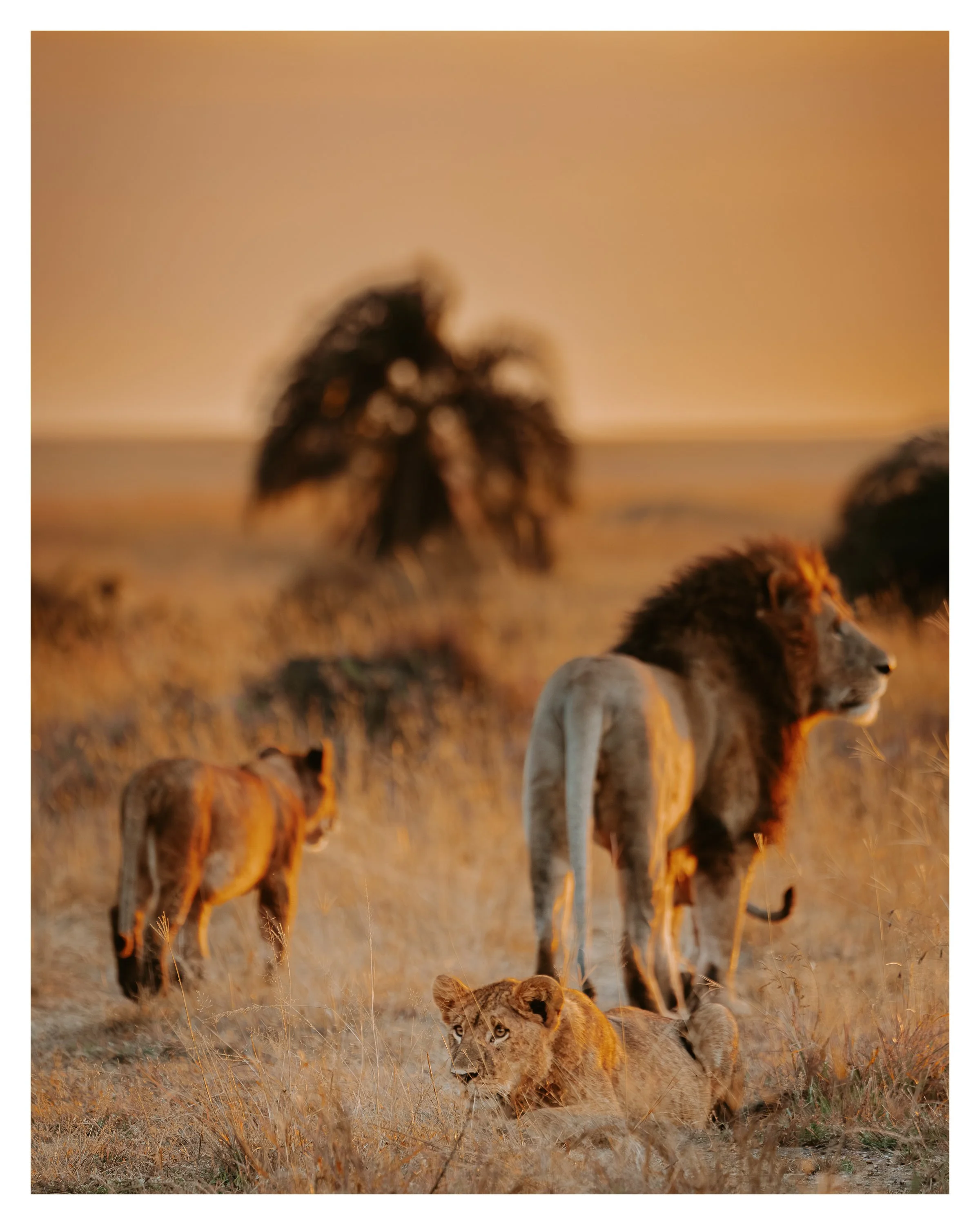 lion family 1 w border.jpg